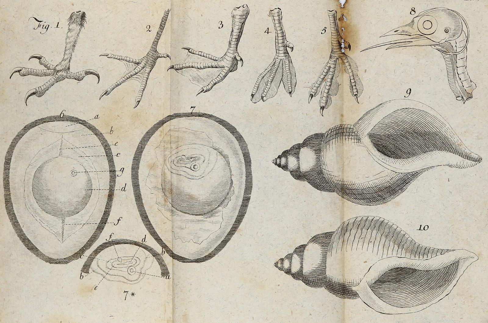 Blumenbach,J.F. | Bild Nr.3