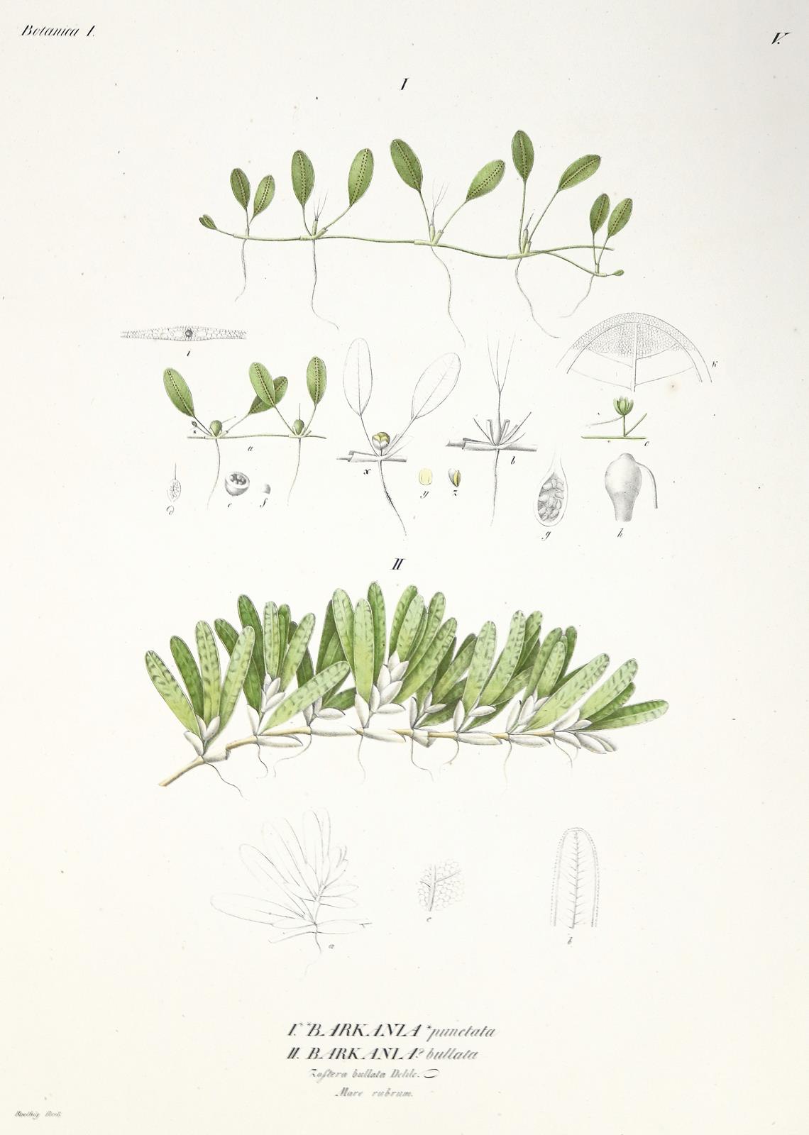 Ehrenberg,C.G. | Bild Nr.1