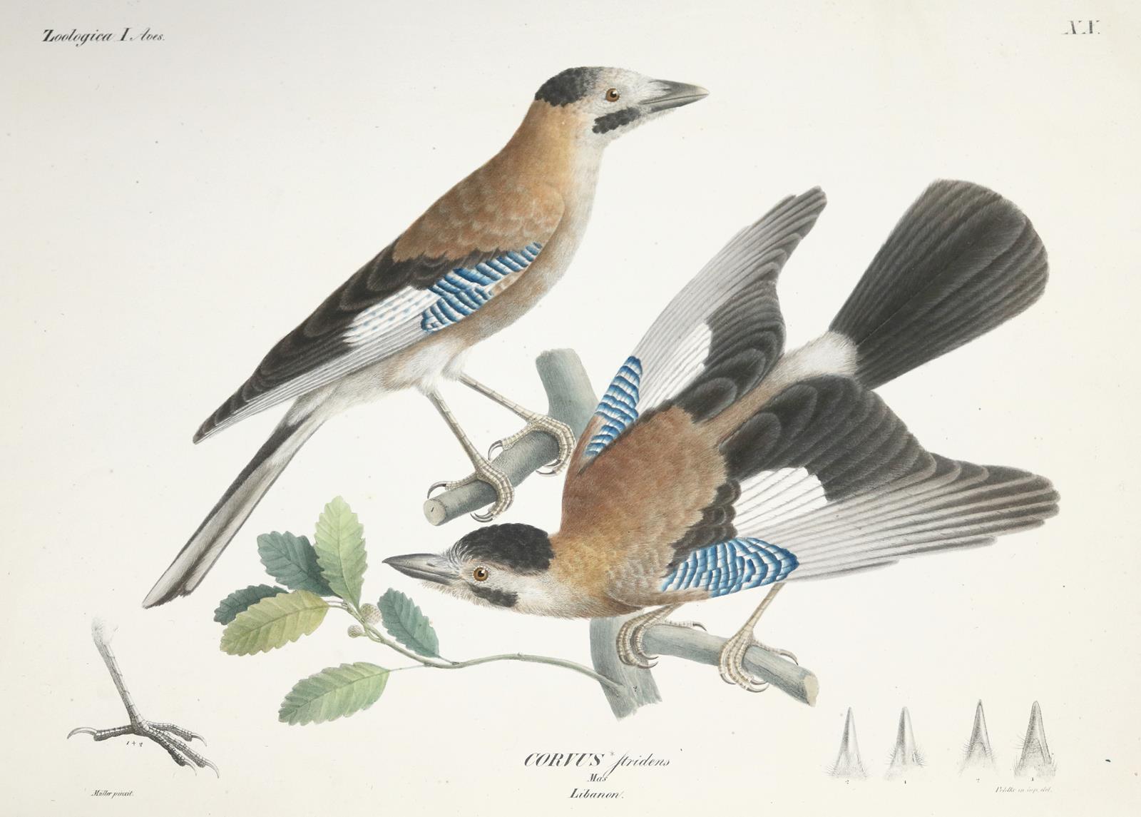 Ehrenberg,C.G. | Bild Nr.2