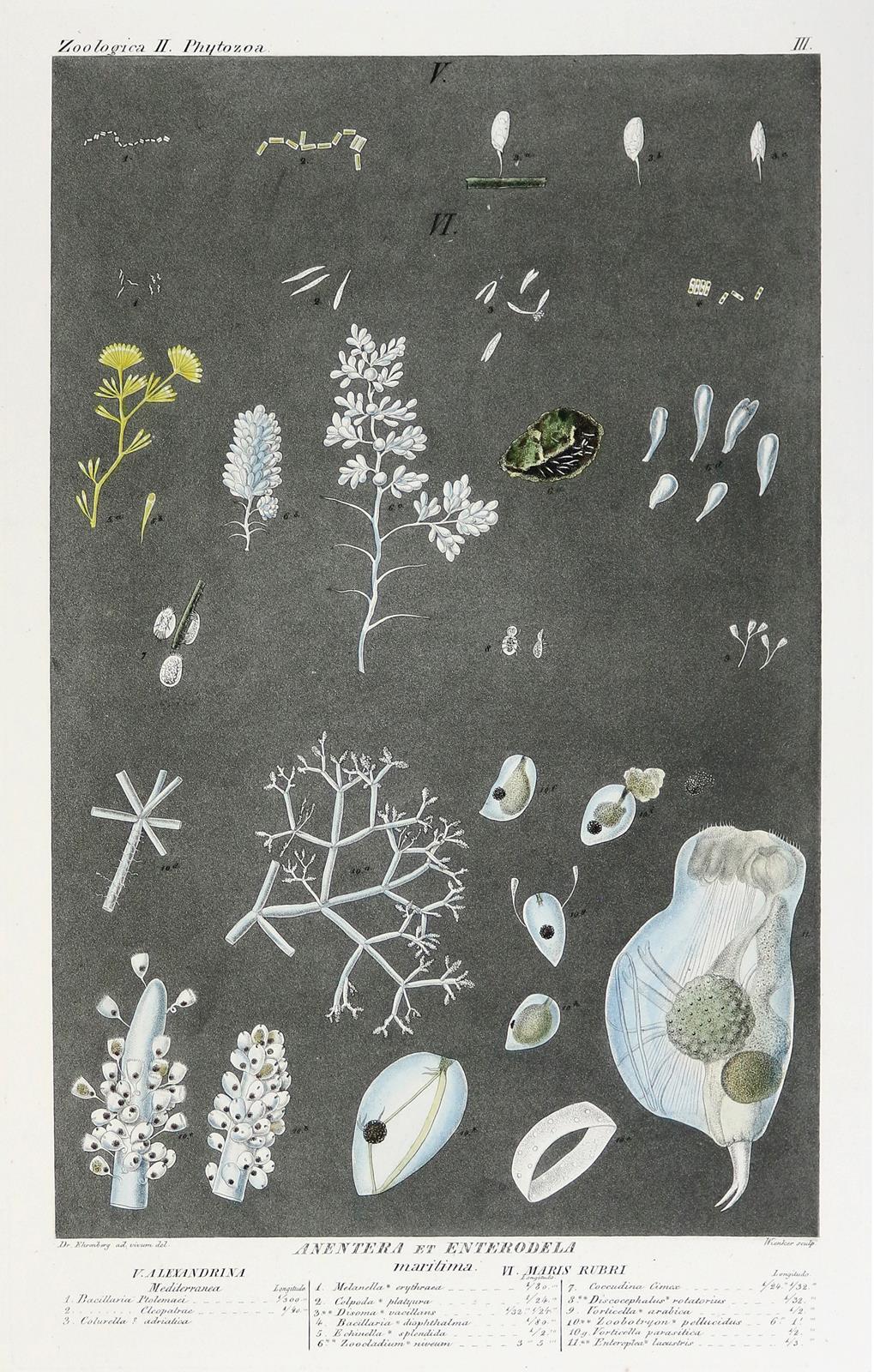 Ehrenberg,C.G. | Bild Nr.3