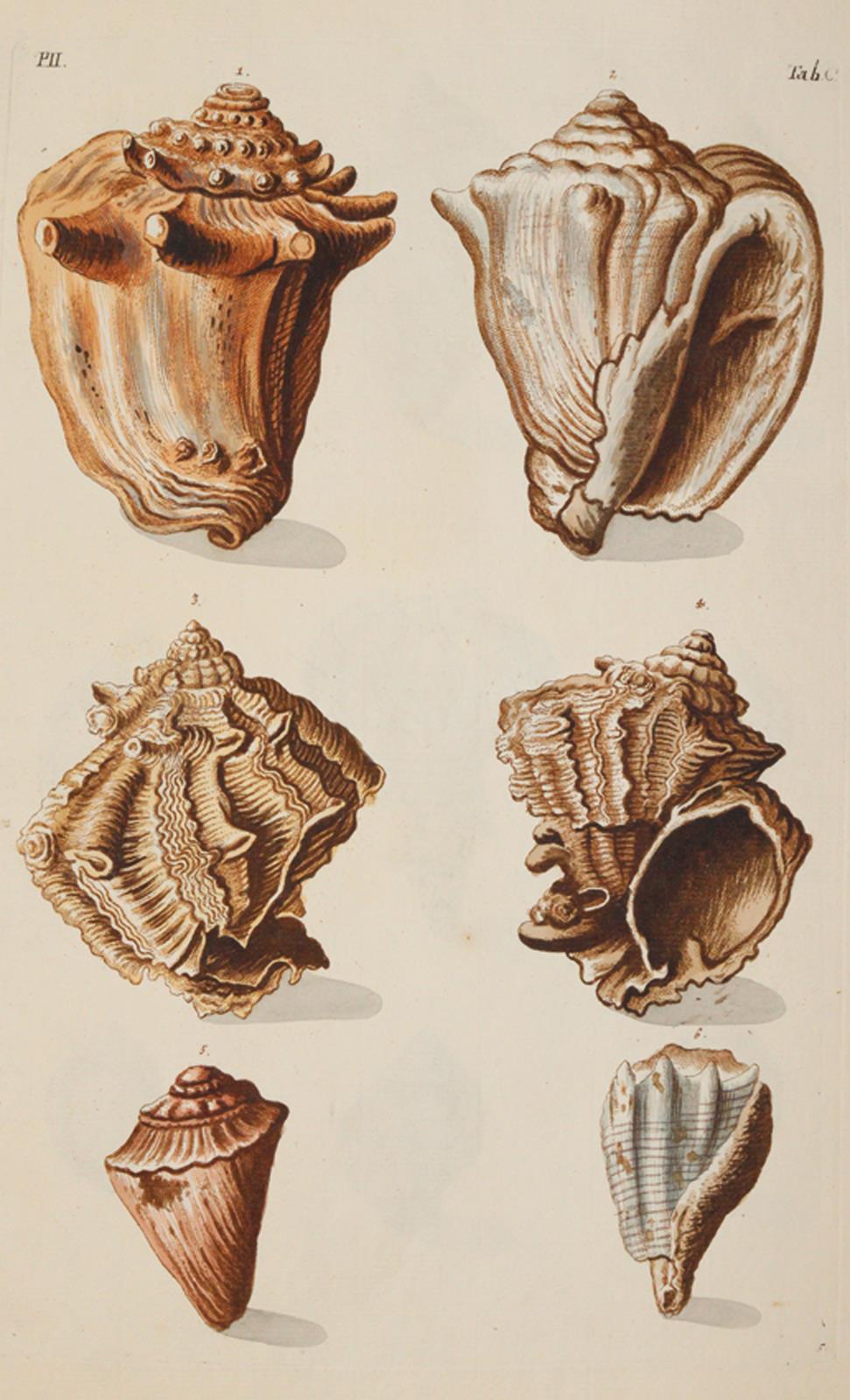 Knorr,G.W. | Bild Nr.1