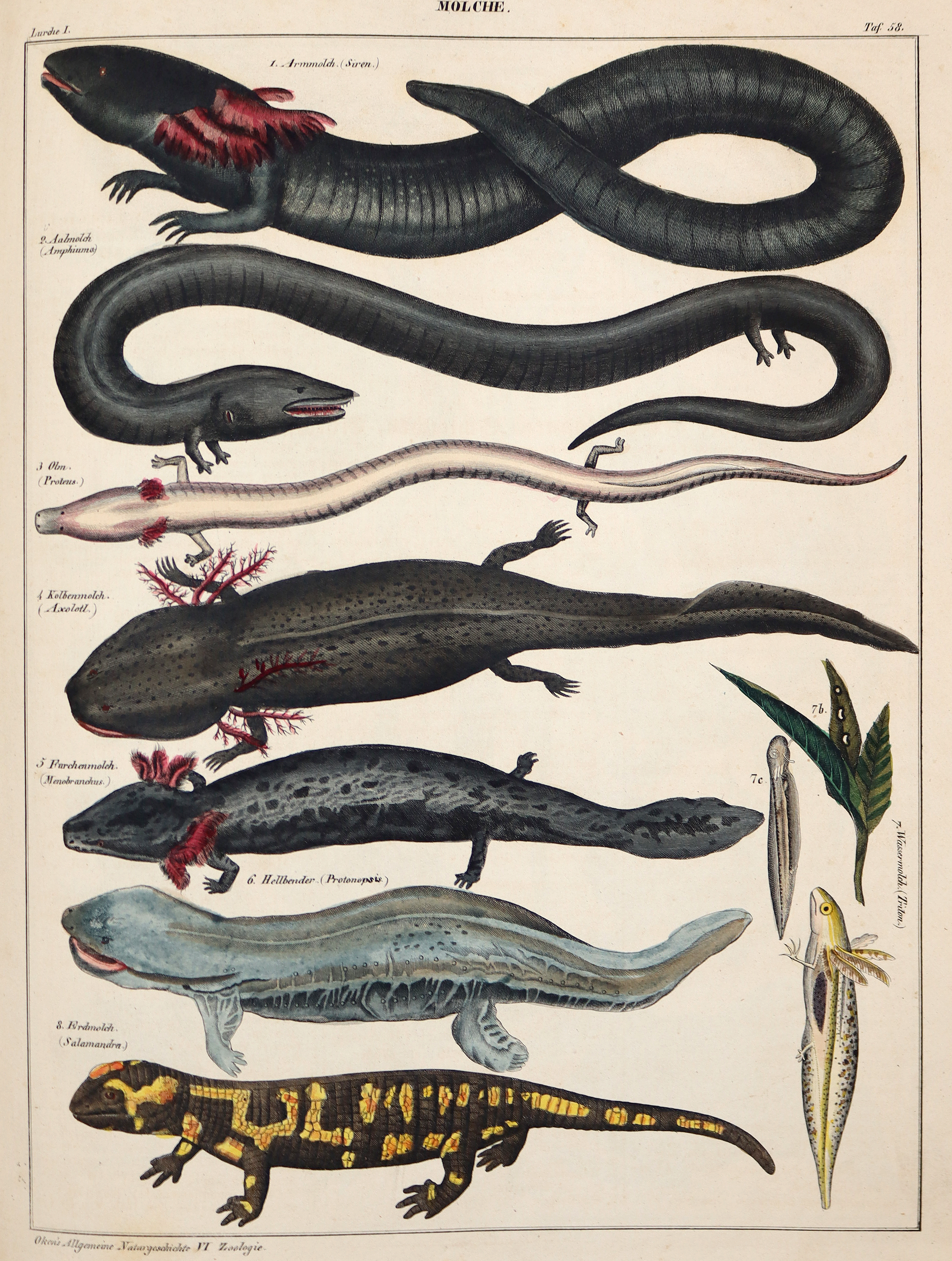 Oken,(L.). | Bild Nr.2