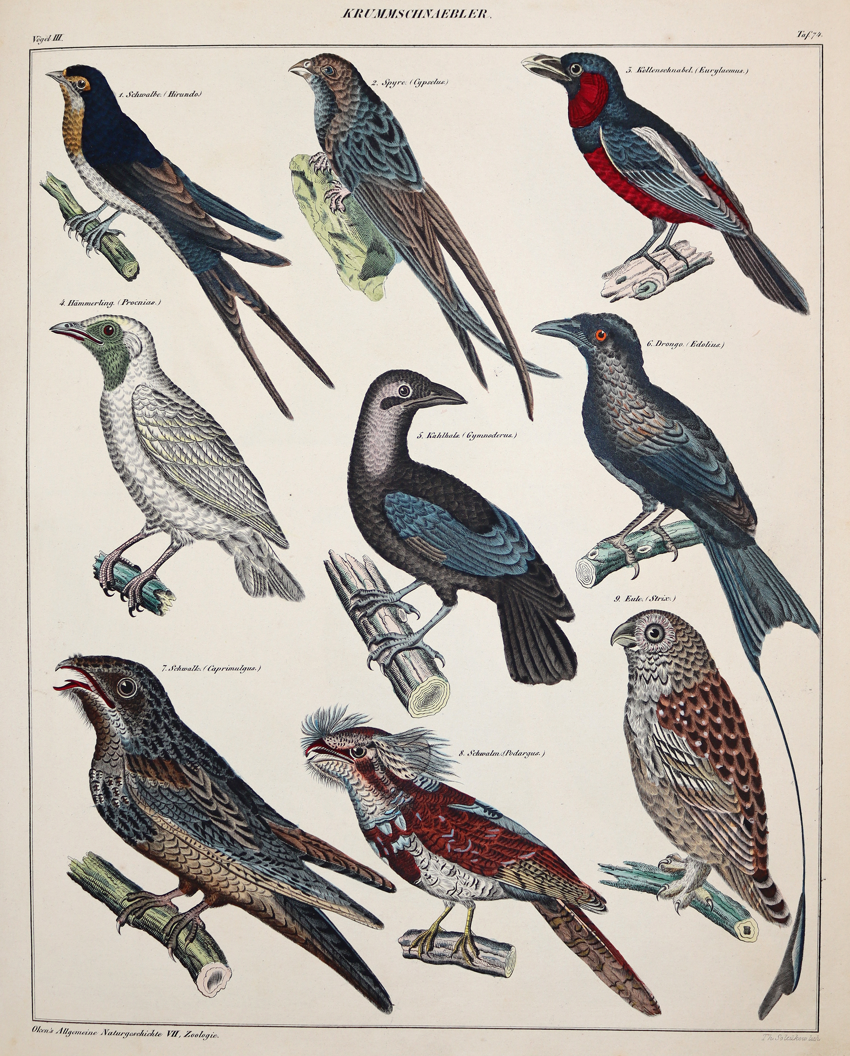 Oken,(L.). | Bild Nr.3