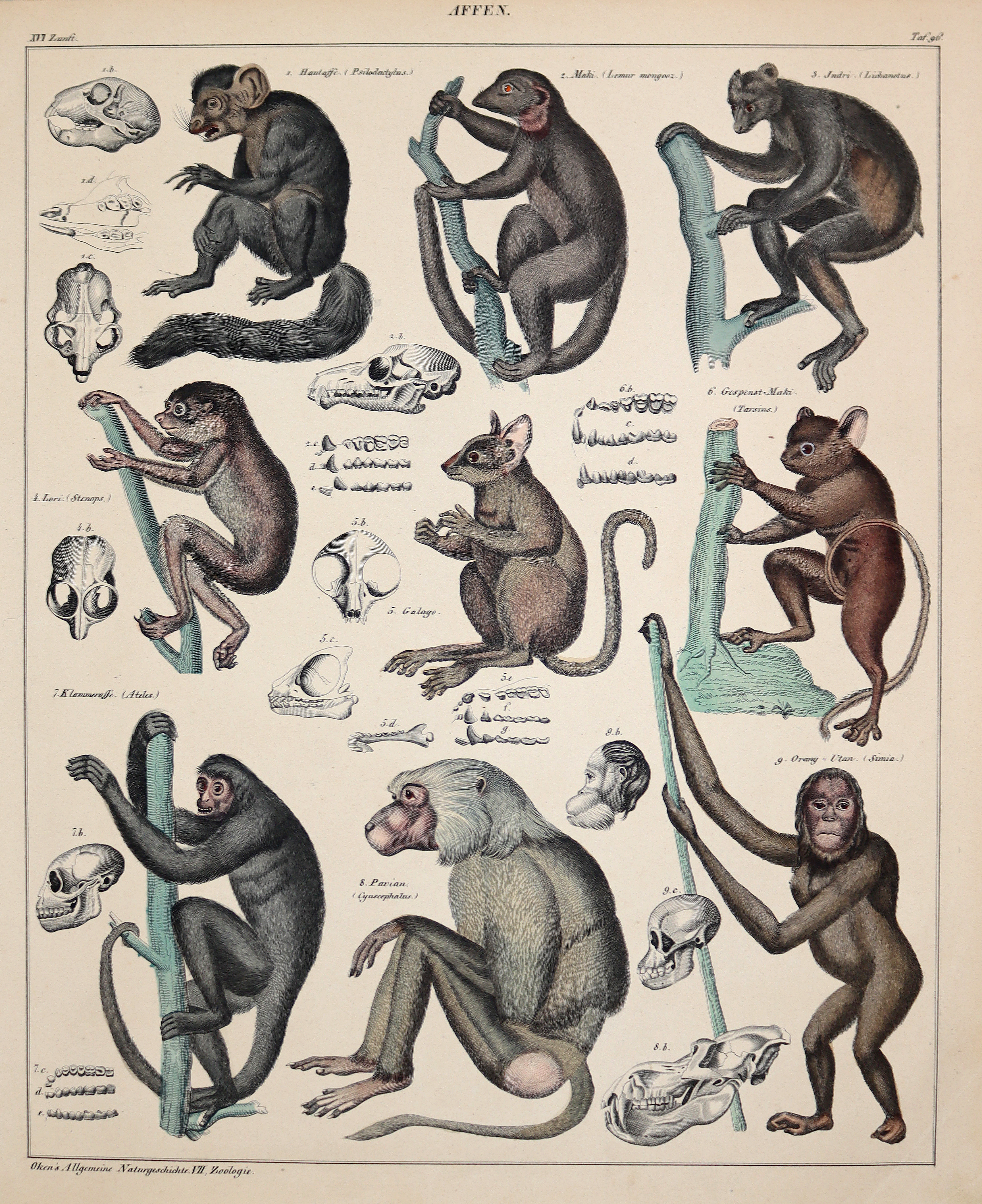 Oken,(L.). | Bild Nr.4