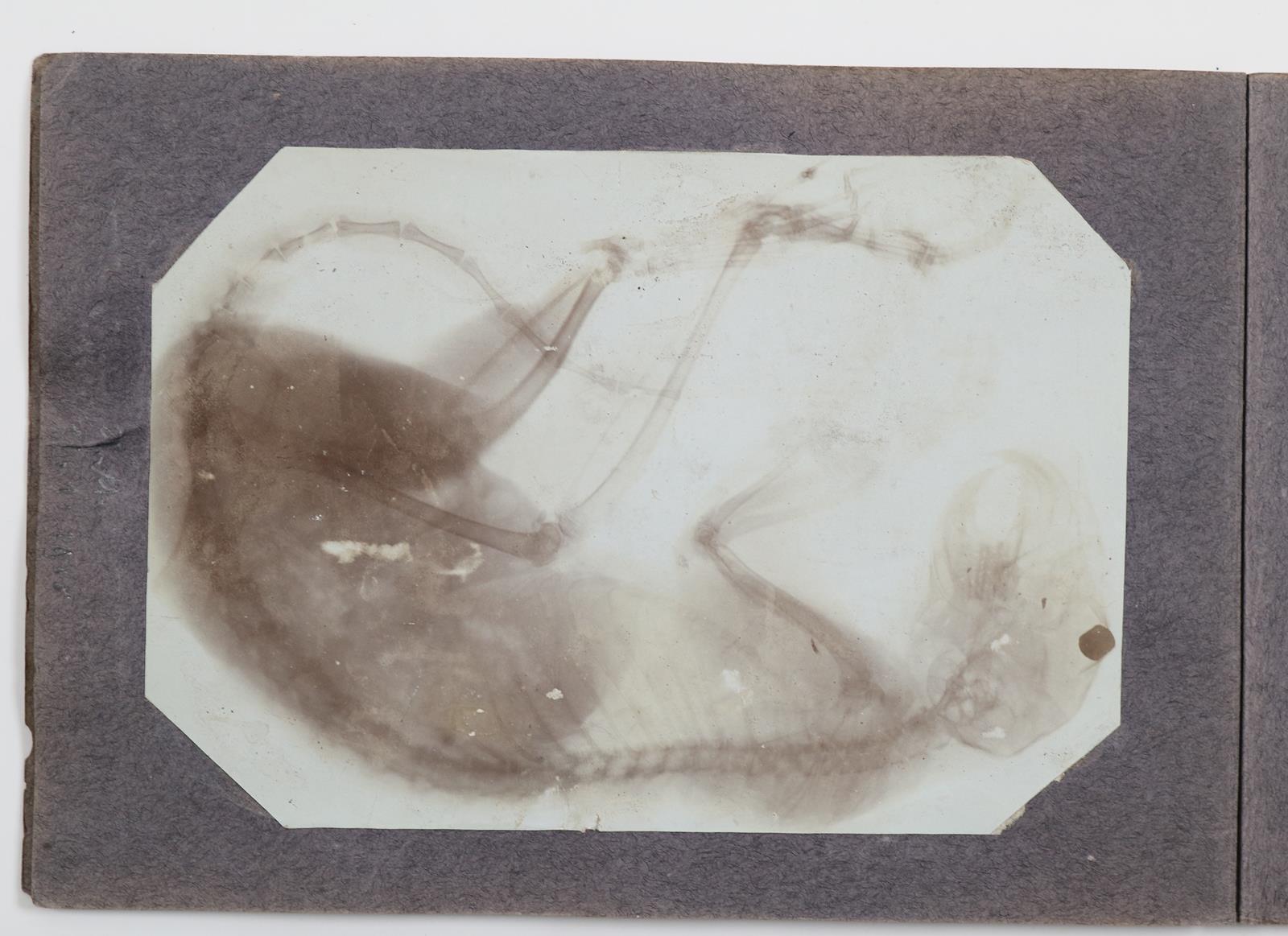 Sammlerkonvolut. | Bild Nr.11