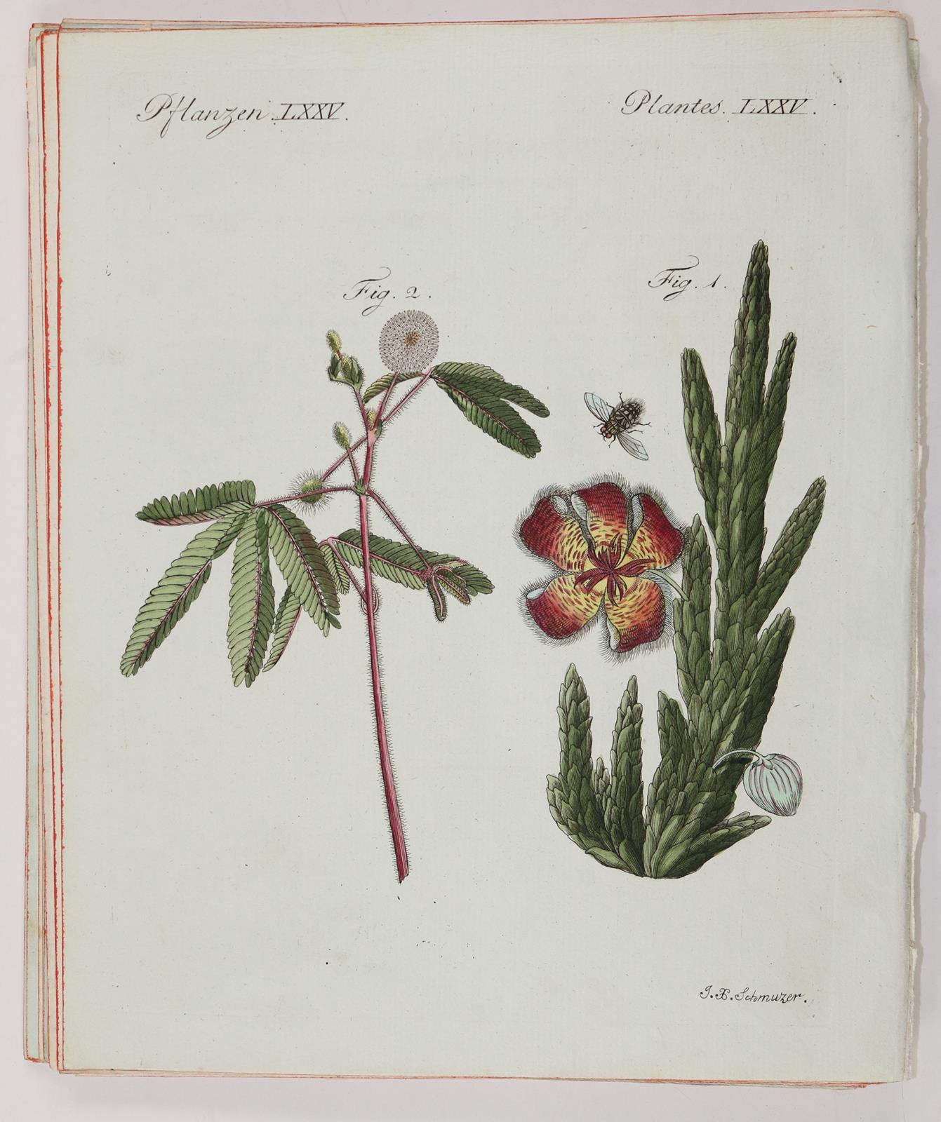 Bertuch. | Bild Nr.3