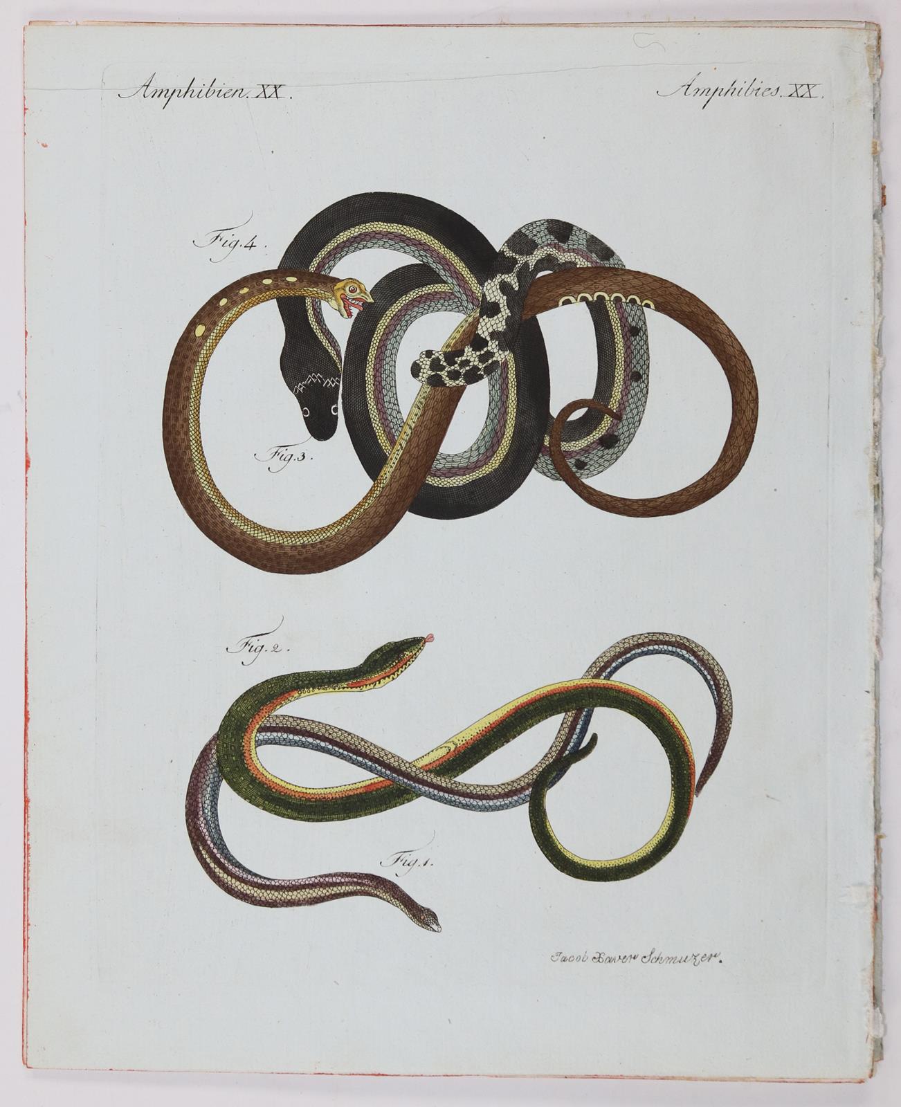 Bertuch. | Bild Nr.10