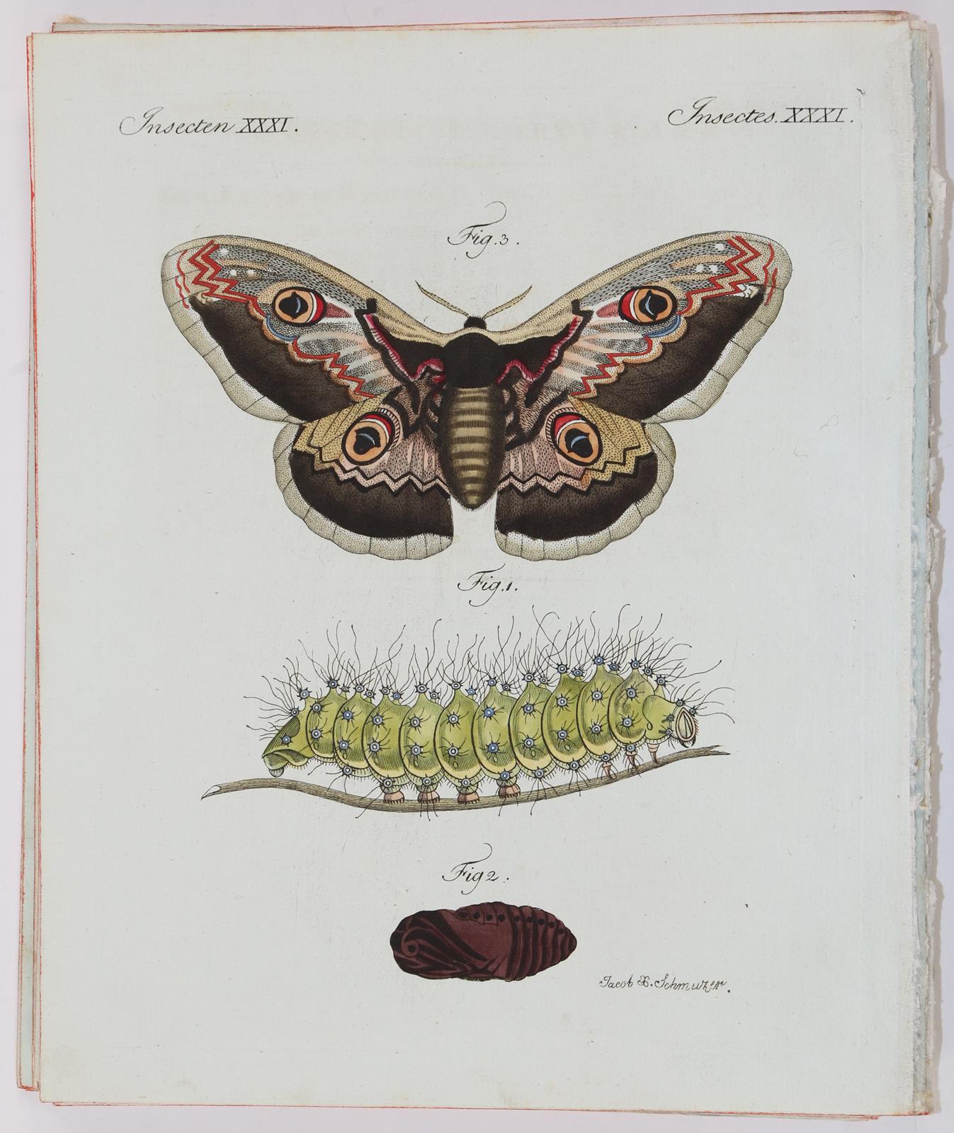 Bertuch. | Bild Nr.12