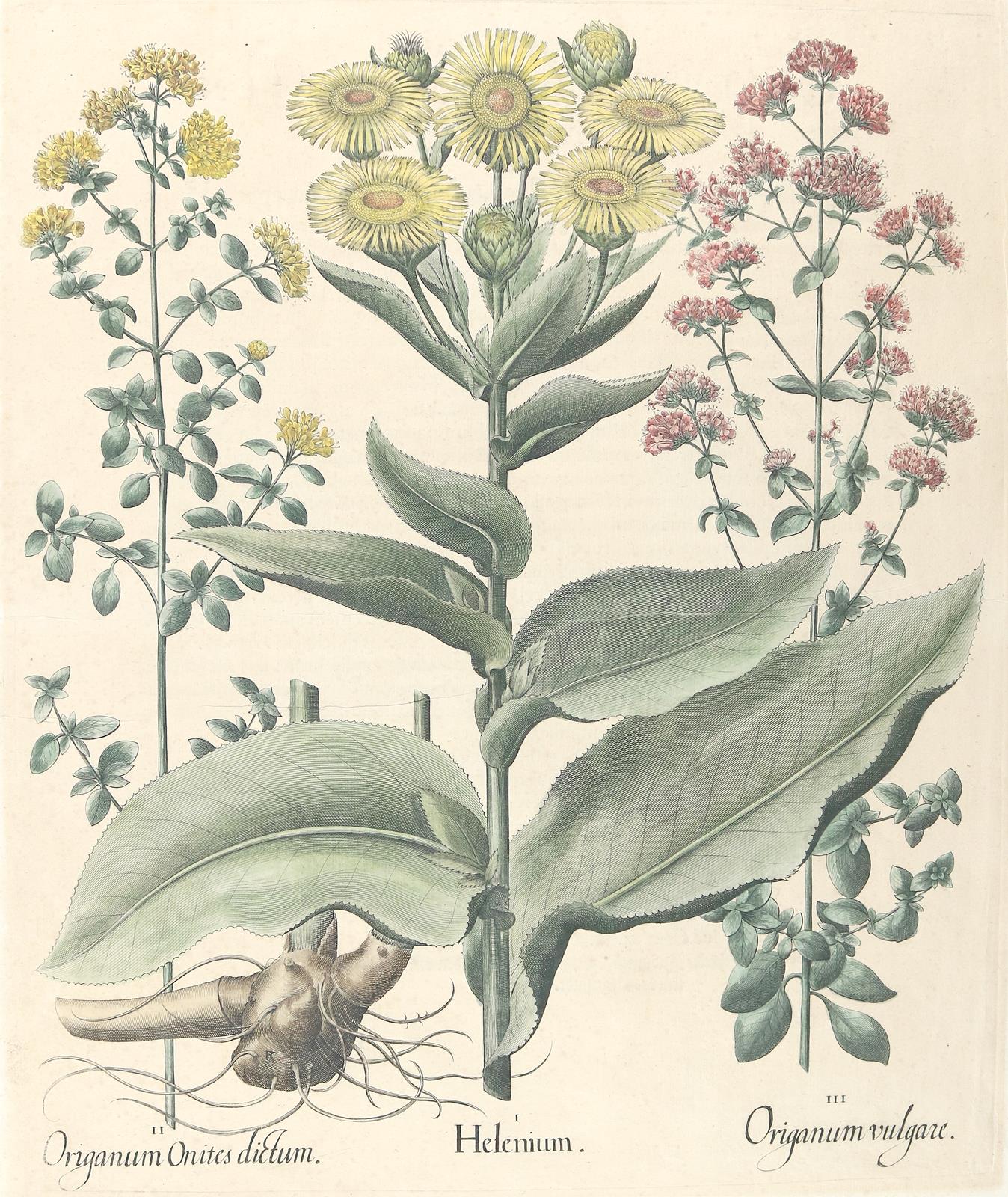 Besler, B. | Bild Nr.3