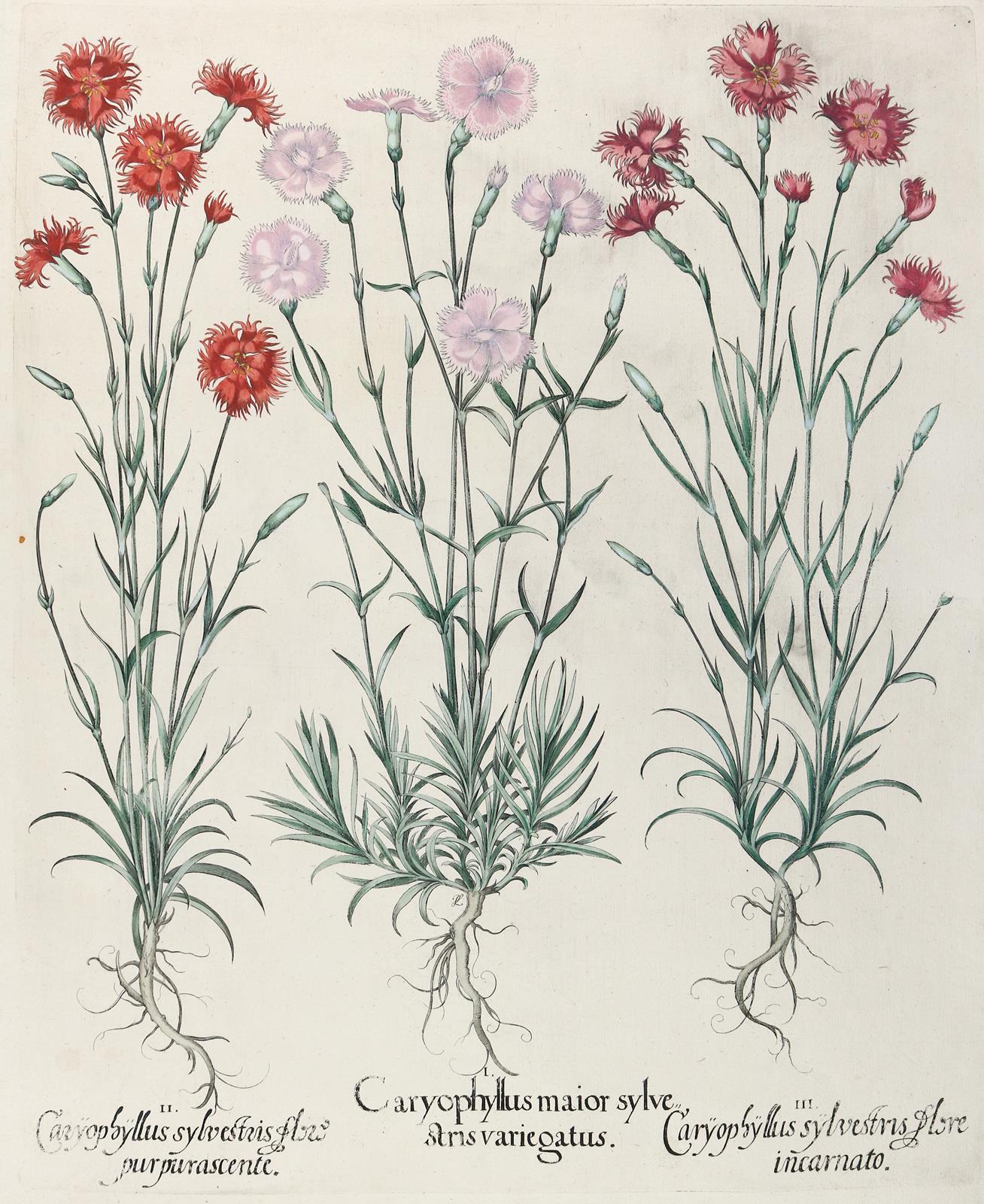 Besler, B. | Bild Nr.1