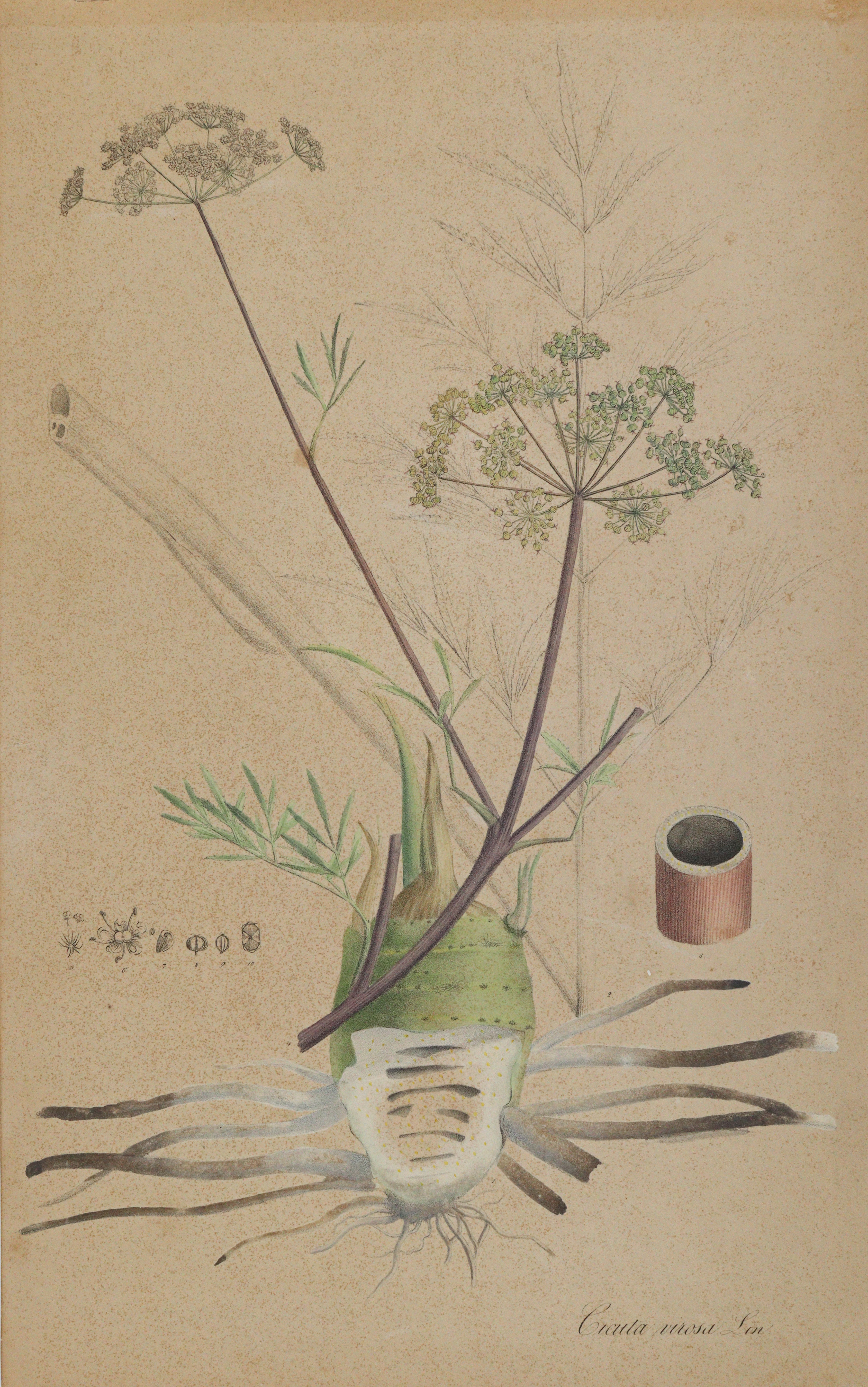 Christrose u. Wasserschierling. | Bild Nr.1