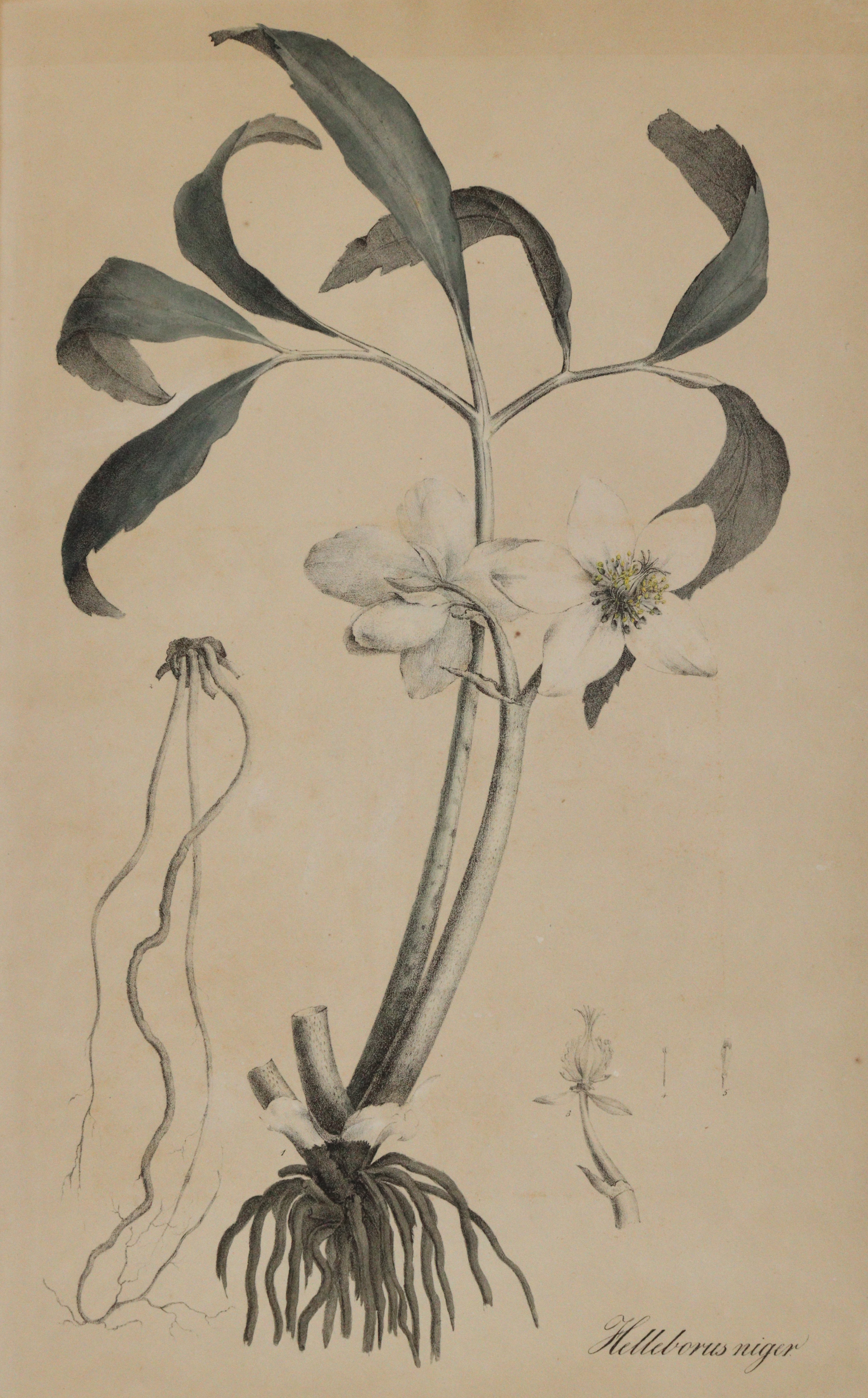 Christrose u. Wasserschierling. | Bild Nr.2