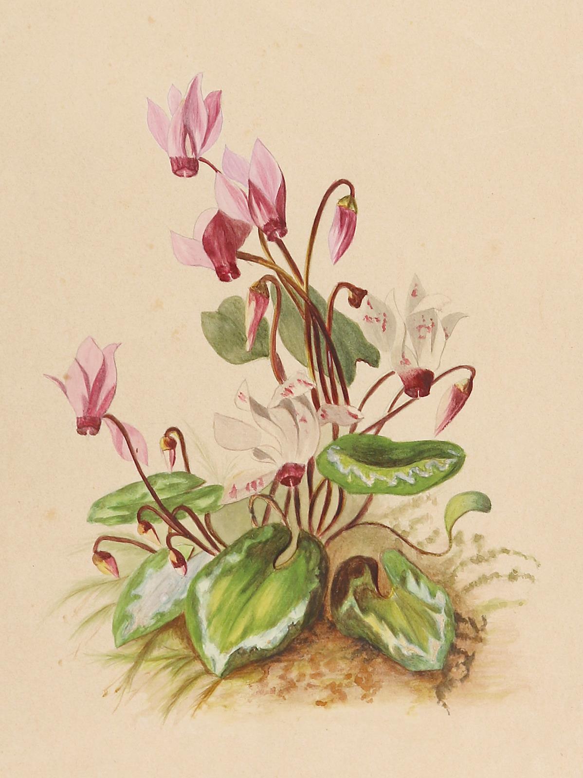 Pflanzenaquarelle. | Bild Nr.1