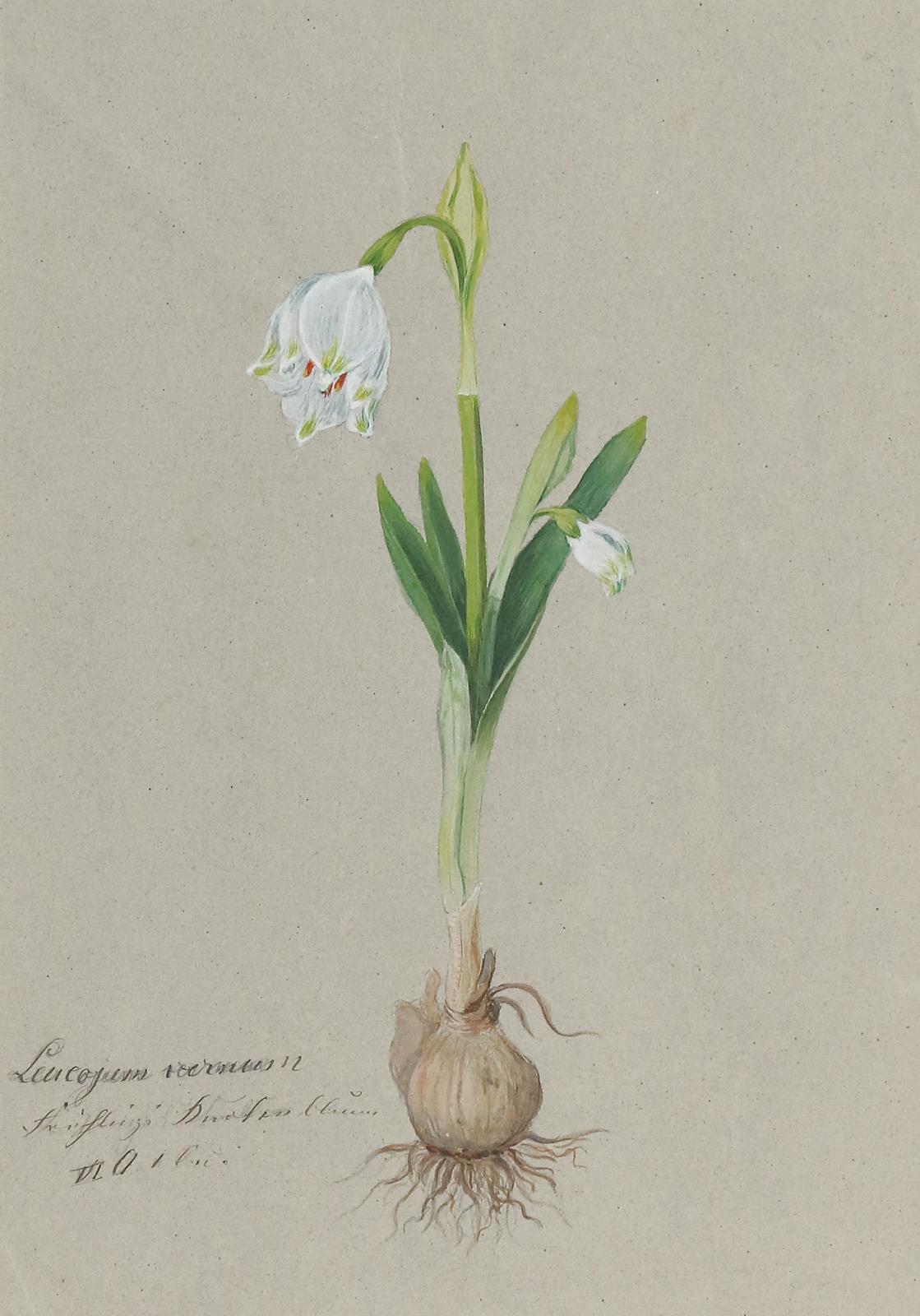 Pflanzenaquarelle. | Bild Nr.5