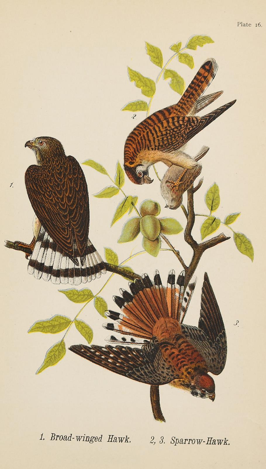 Naumann,J.F. | Bild Nr.2