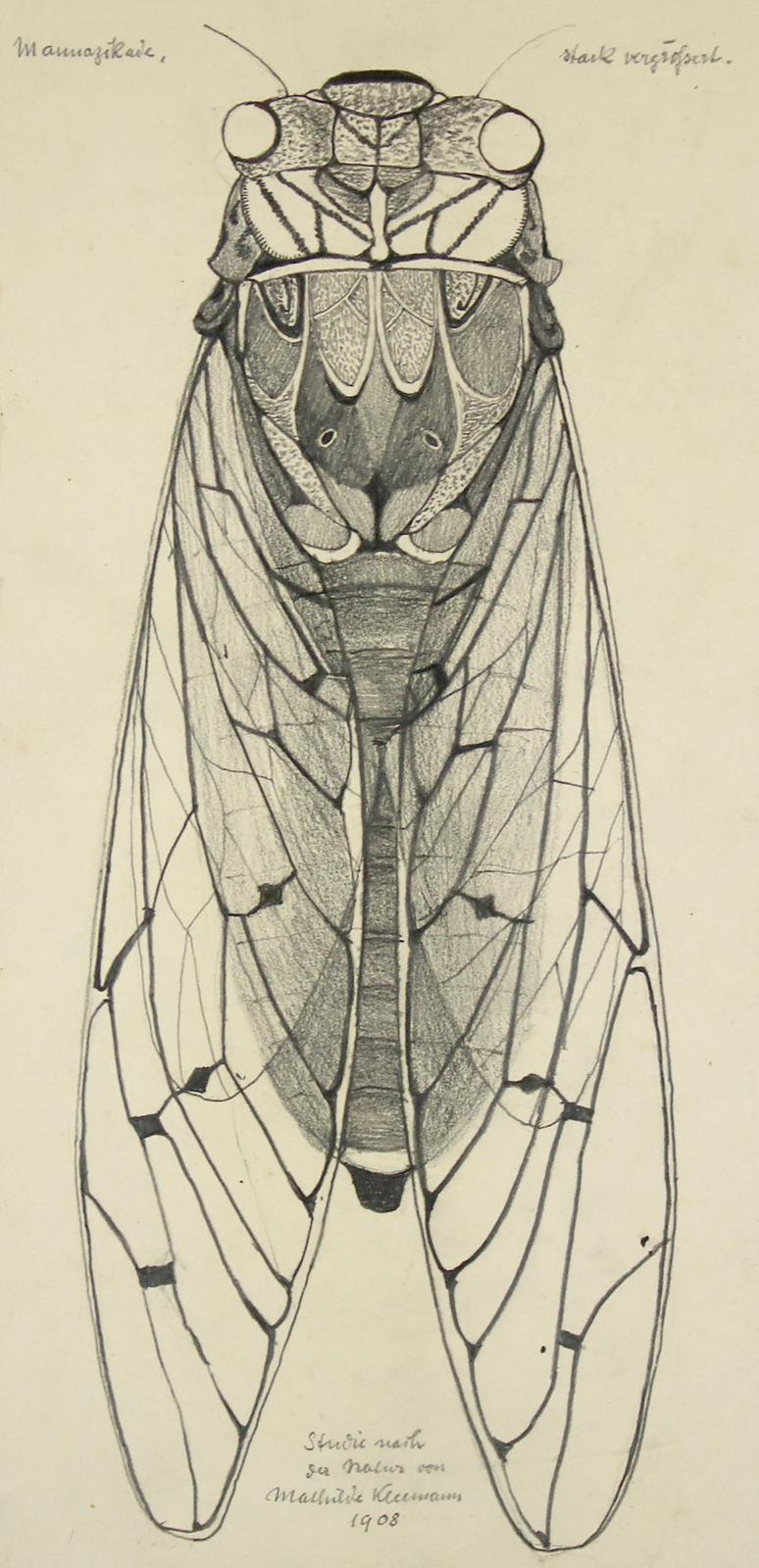 Kleemann, Mathilde | Bild Nr.2