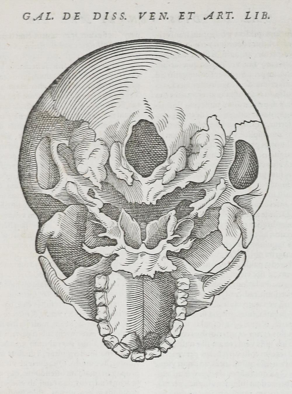 Lacuna,A. | Bild Nr.2