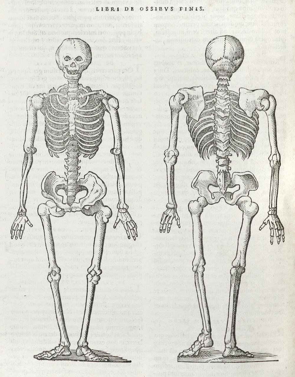 Lacuna,A. | Bild Nr.3