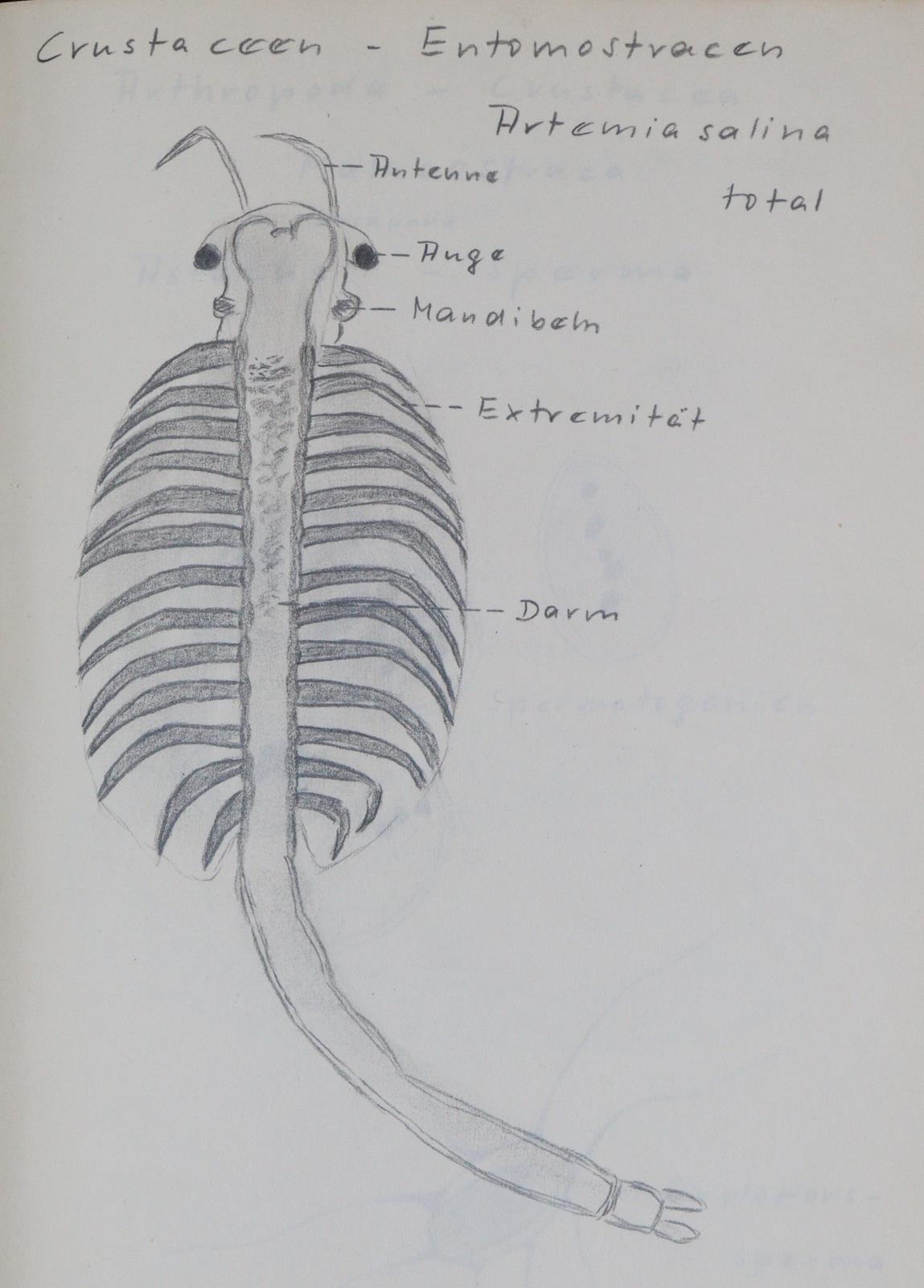 zurückgezogen | Bild Nr.9