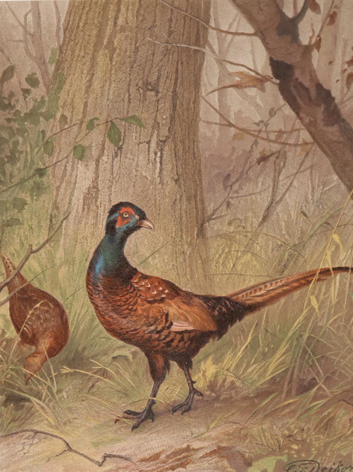 Deiker,C.F./Müller,A.u.K. | Bild Nr.2