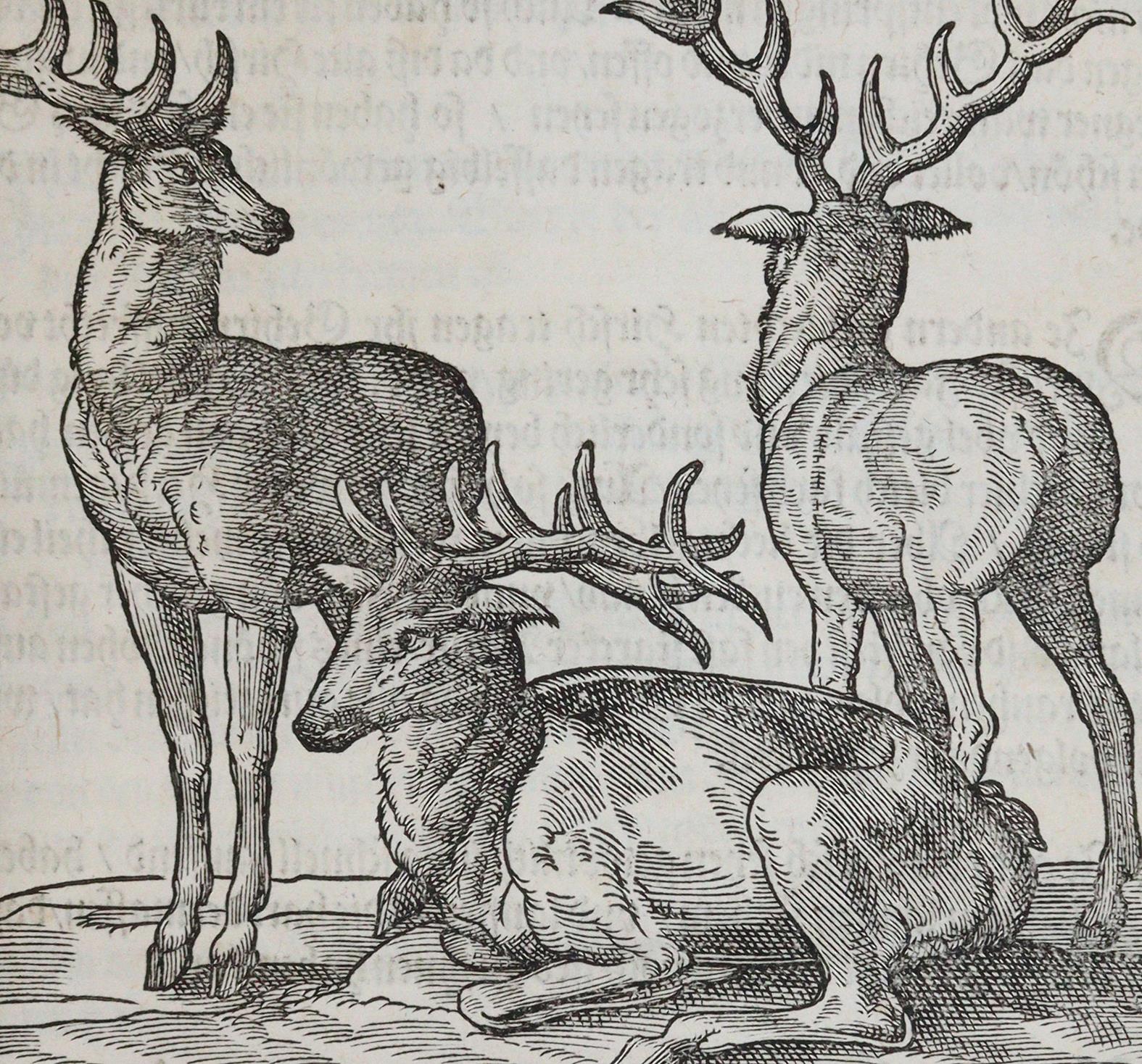 Du Fouilloux,J. | Bild Nr.3