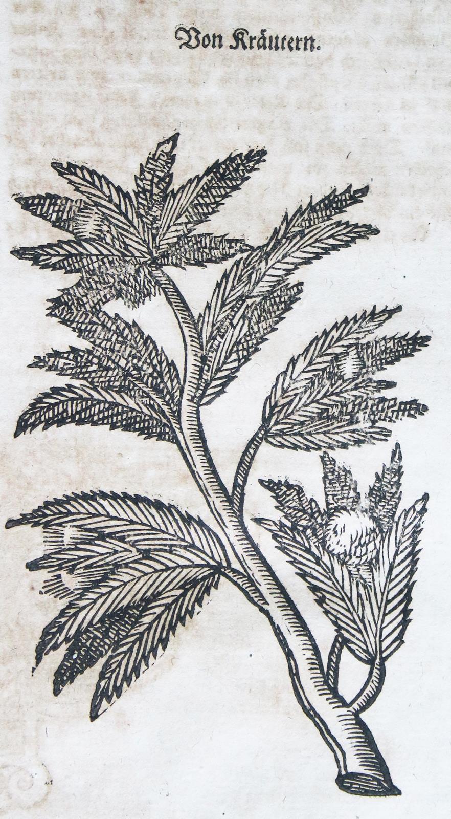 Coler,J. | Bild Nr.2