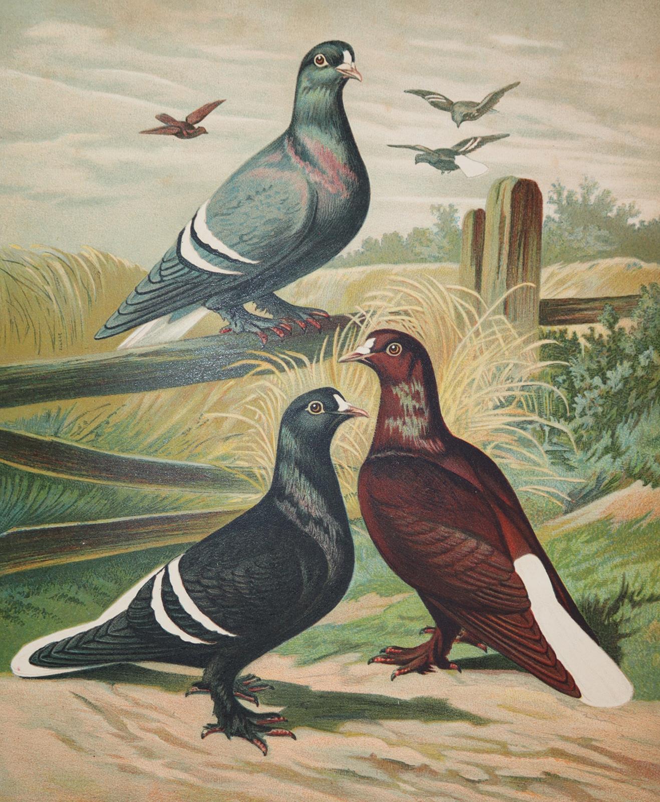 Prütz,G. (Hrsg.), | Bild Nr.4