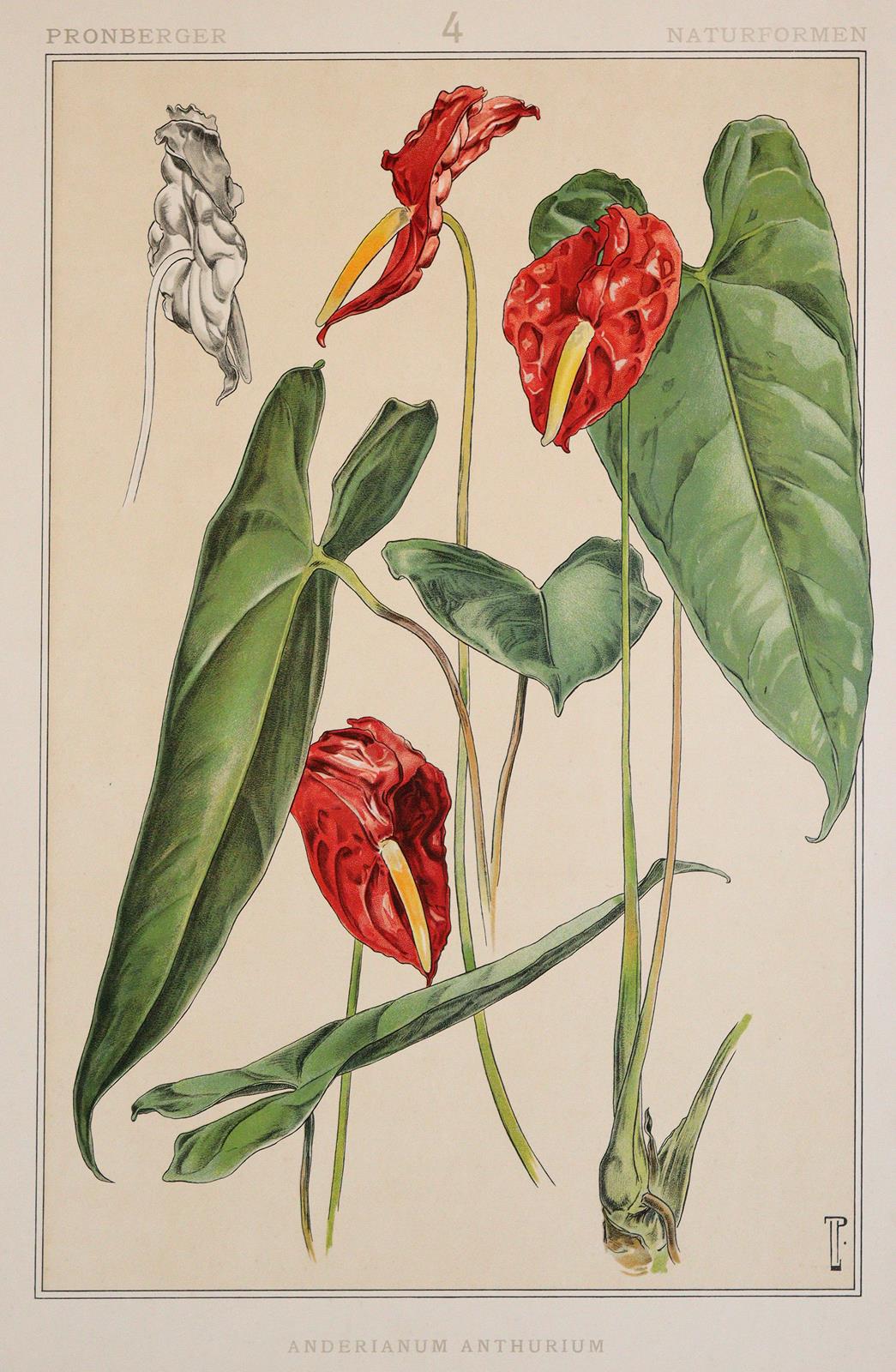 Pronberger,L. | Bild Nr.2