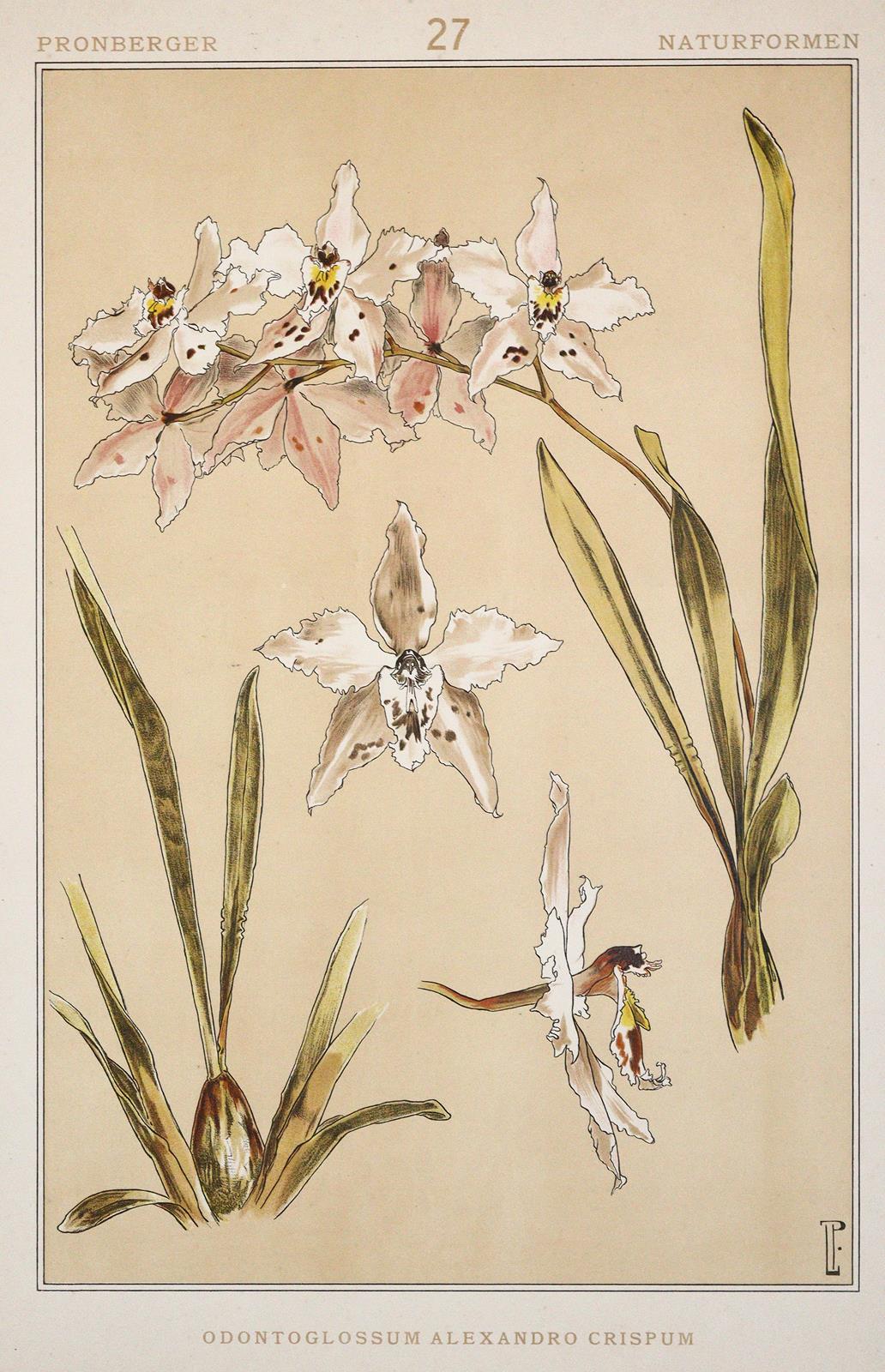 Pronberger,L. | Bild Nr.4