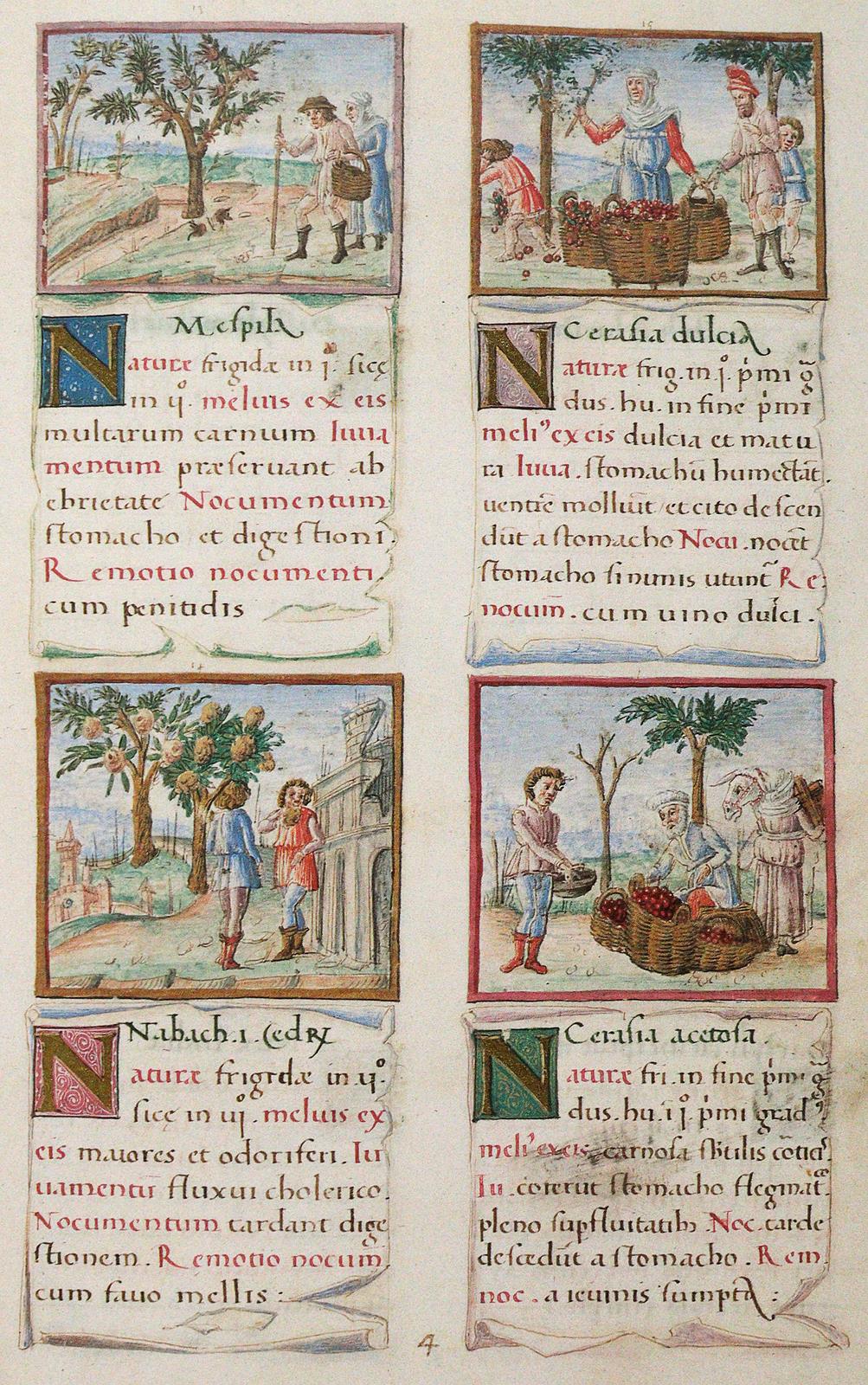 Tacuinum sanitatis. | Bild Nr.2