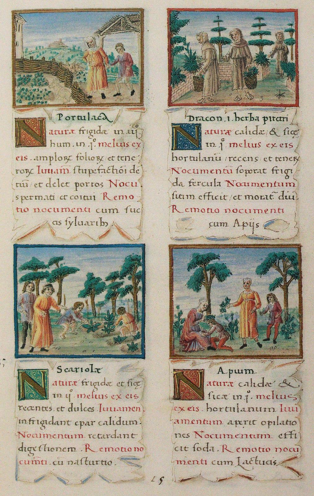 Tacuinum sanitatis. | Bild Nr.3