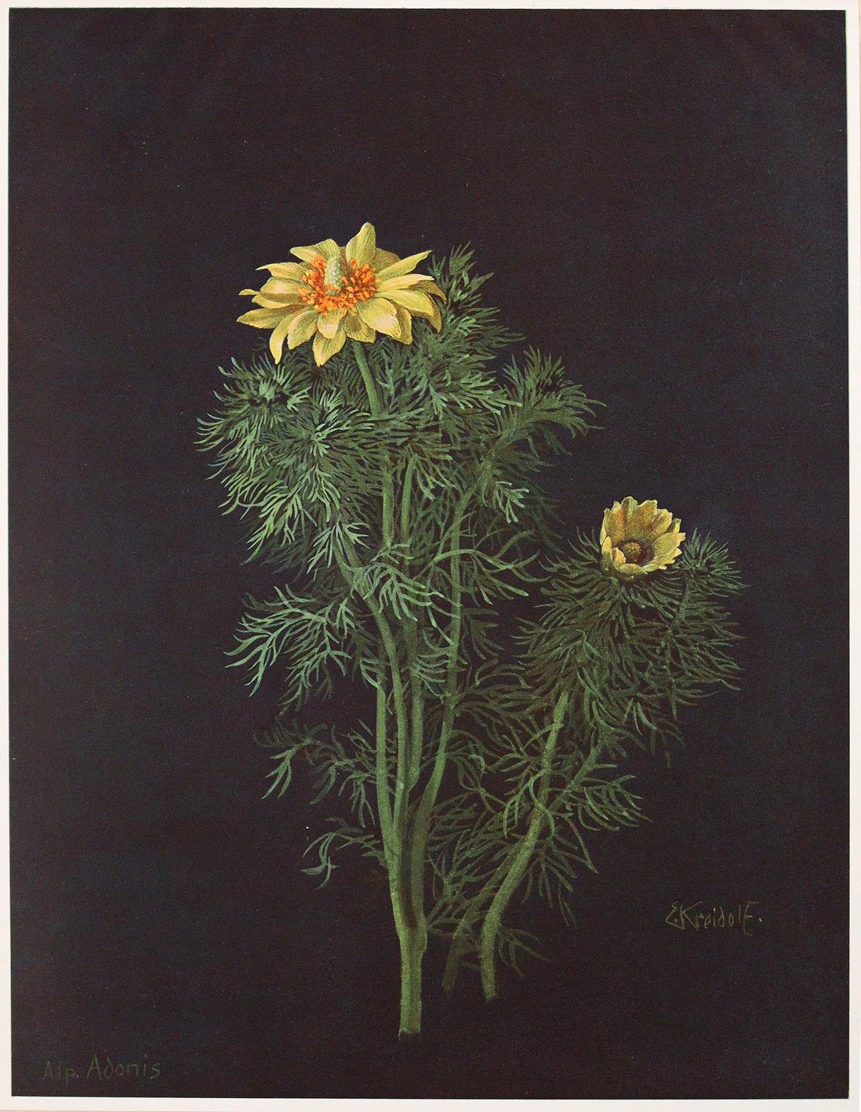 Kreidolf,E. | Bild Nr.3