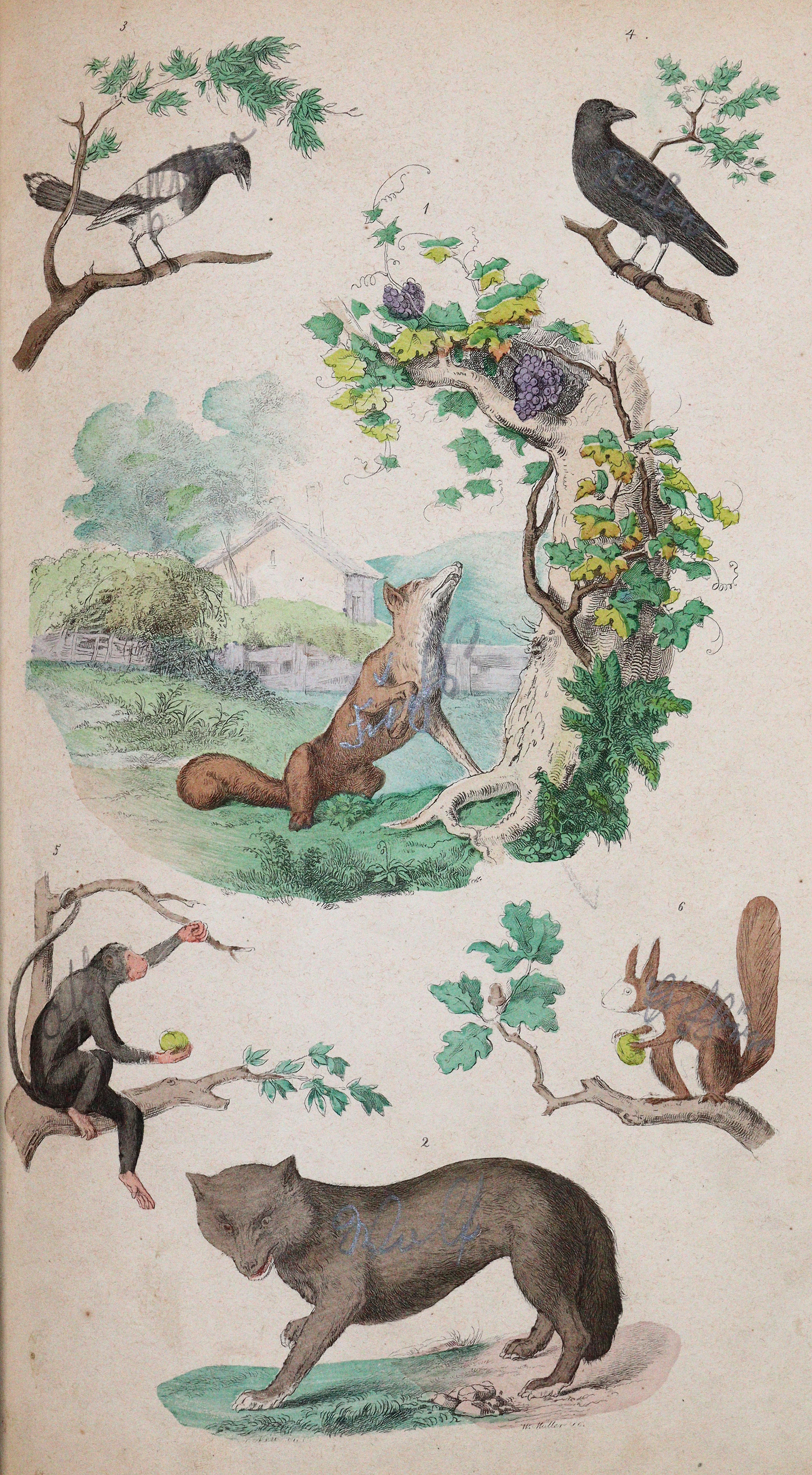 Lauckhard,(C.F.) | Bild Nr.4