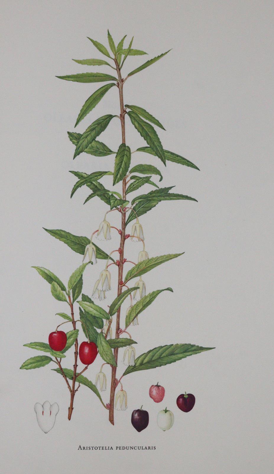 Buchheister,C. | Bild Nr.8