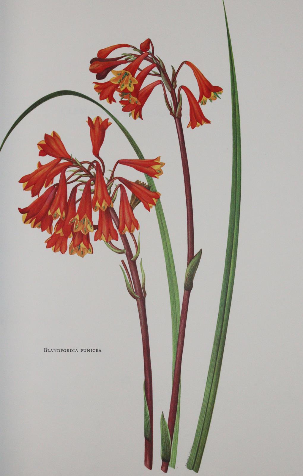 Buchheister,C. | Bild Nr.9