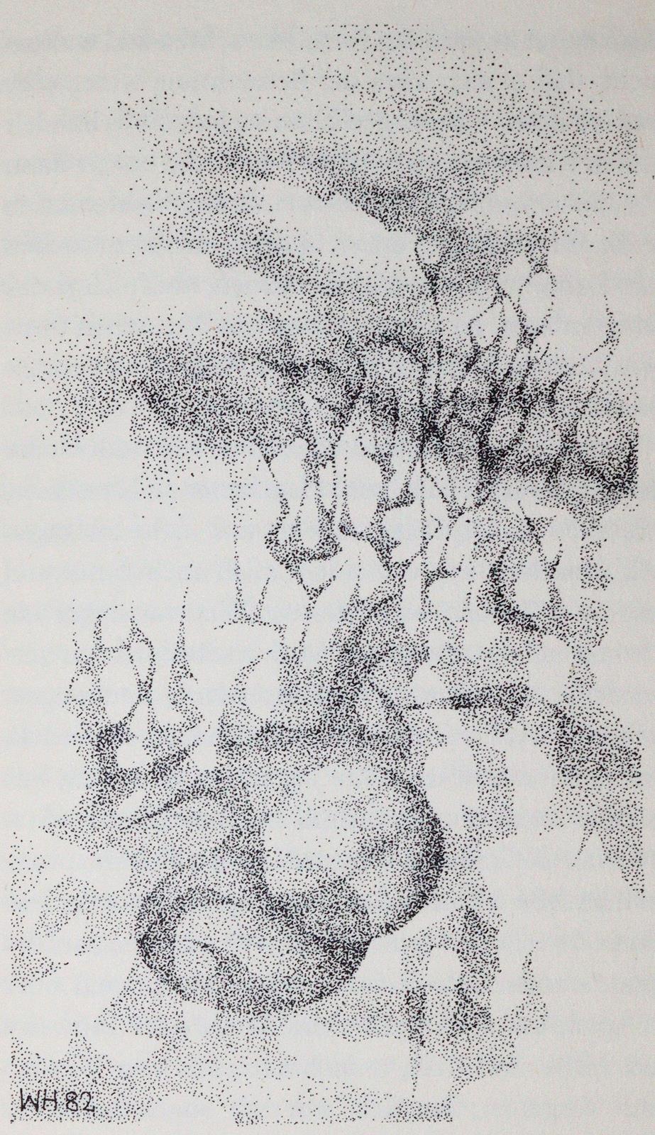 Hildesheimer,W. | Bild Nr.2