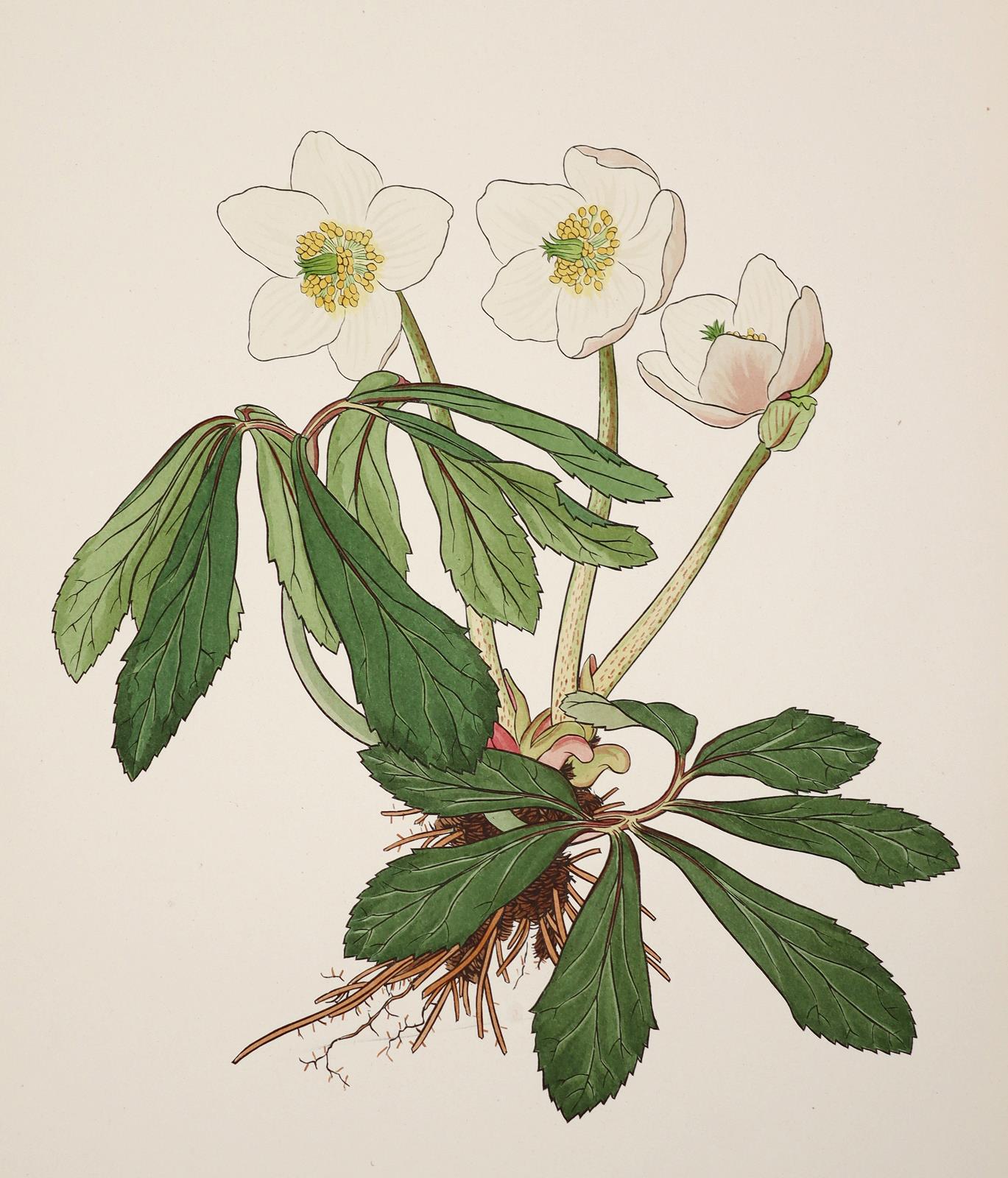 (Weisz,J. | Bild Nr.1