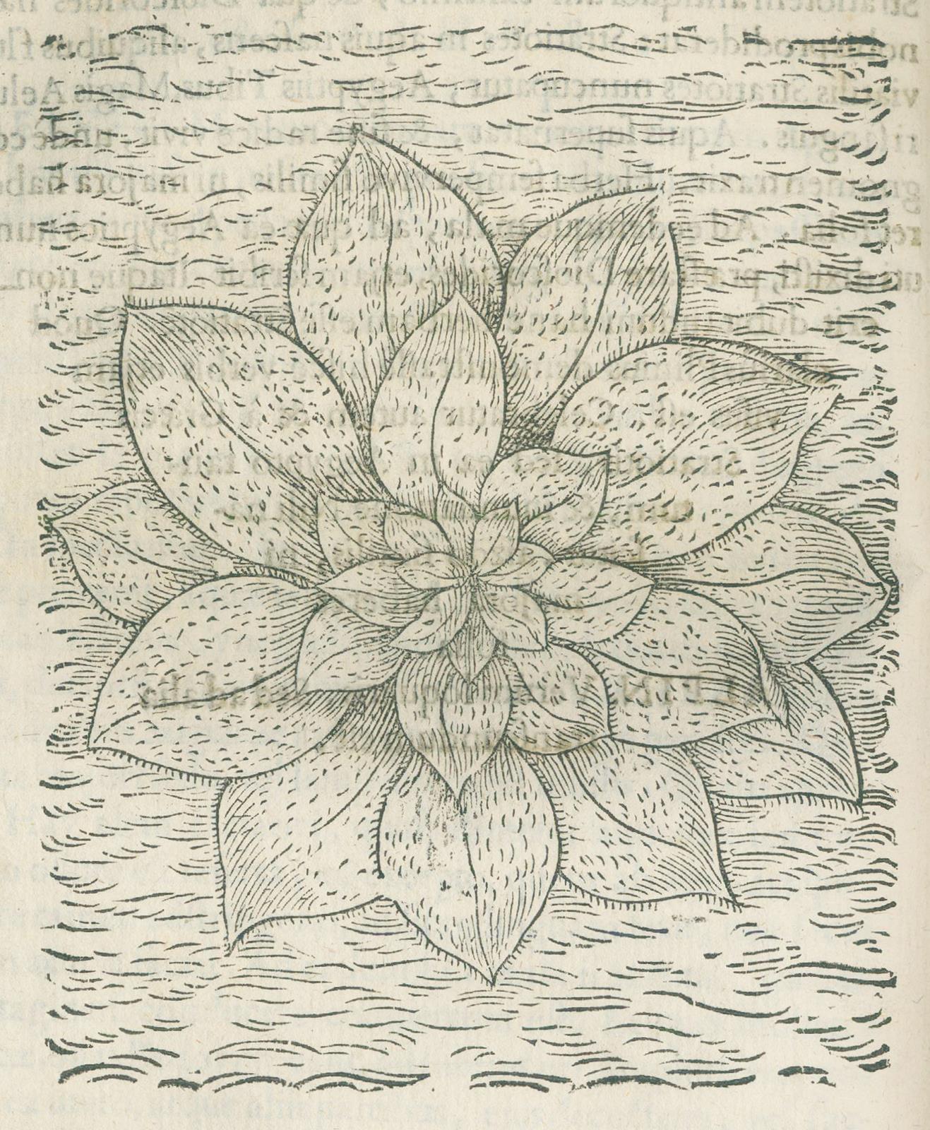 Alpini,P. | Bild Nr.2