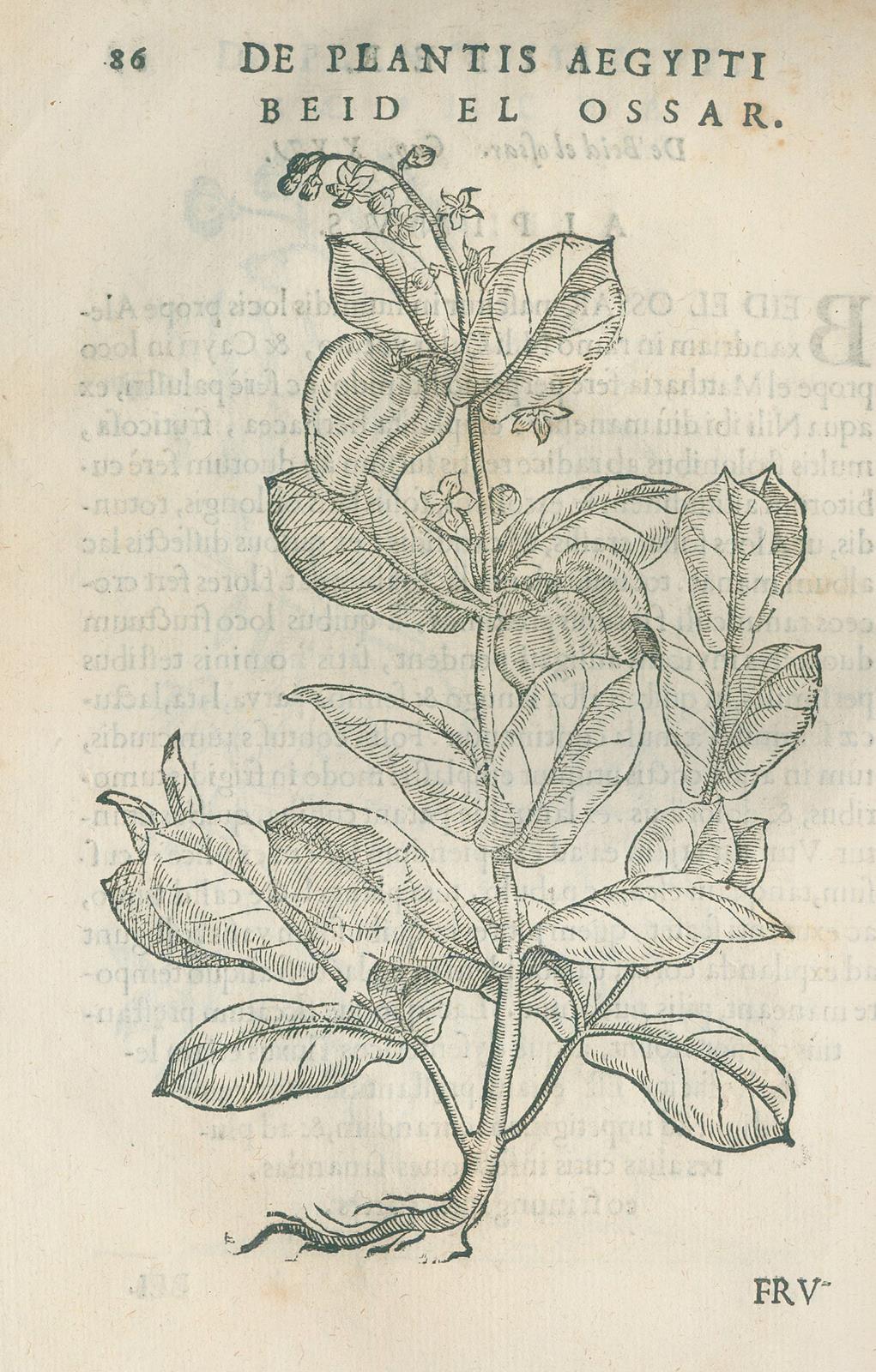 Alpini,P. | Bild Nr.3