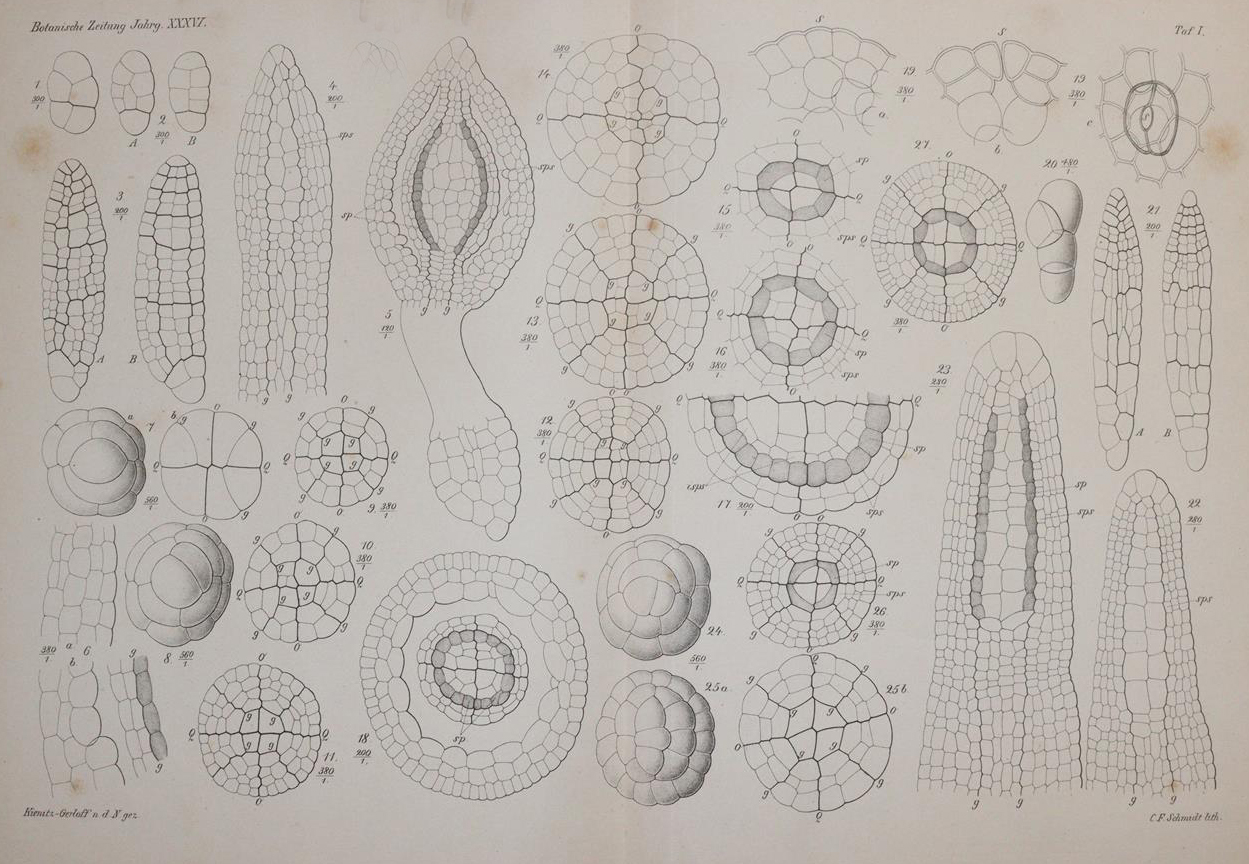 Botanische Zeitung. | Bild Nr.2