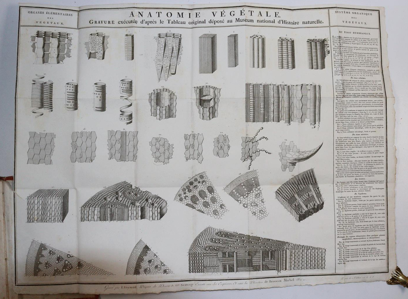 Briseau de Mirbel,C.F. | Bild Nr.2