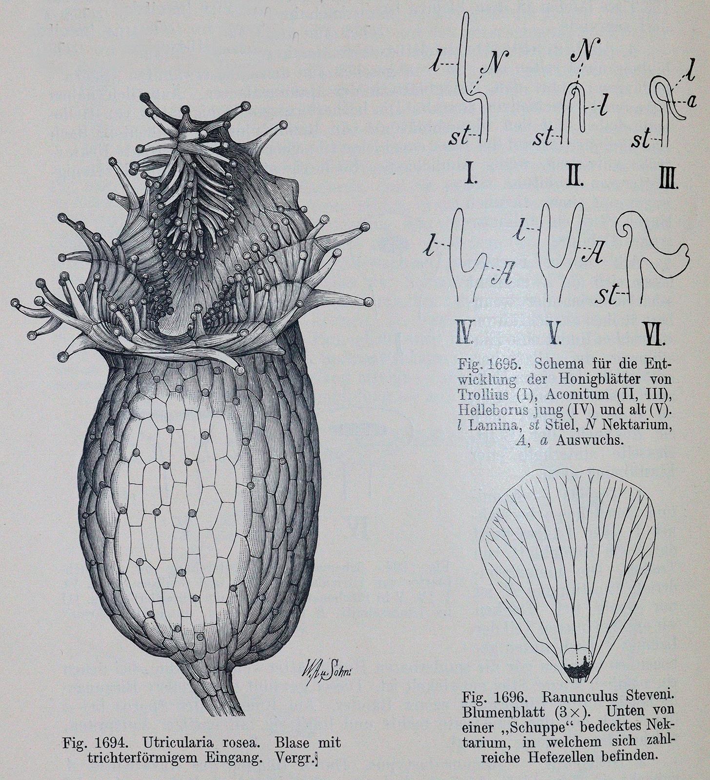 Goebel,K. | Bild Nr.2