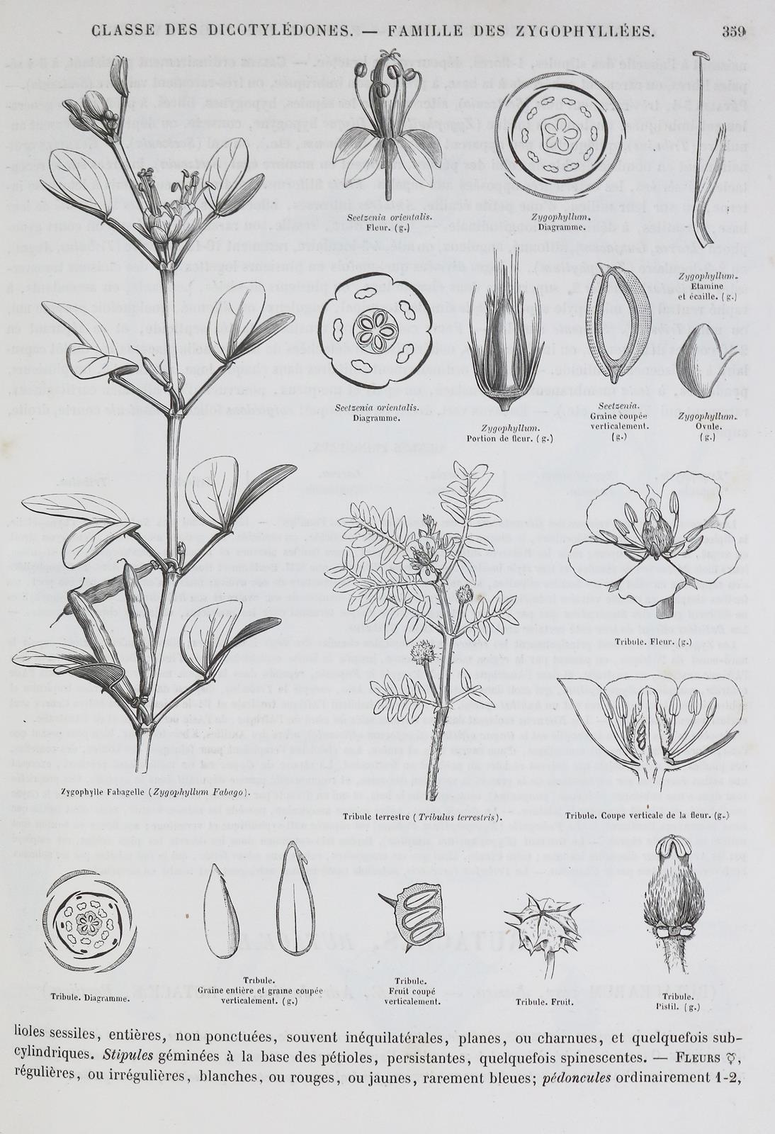 Le Maout,E. u. J.Decaisne. | Bild Nr.1