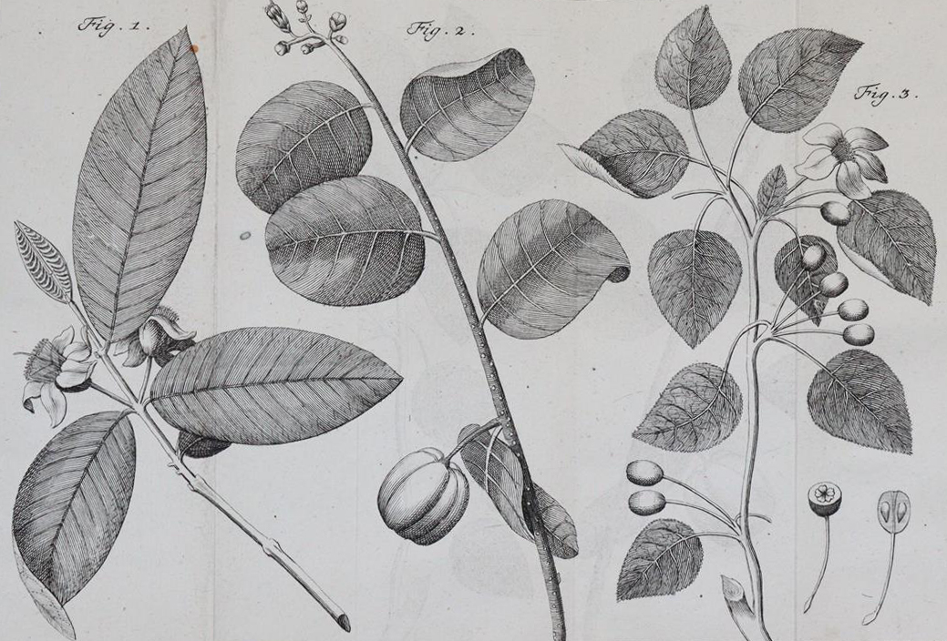 Linné,C.v. | Bild Nr.6