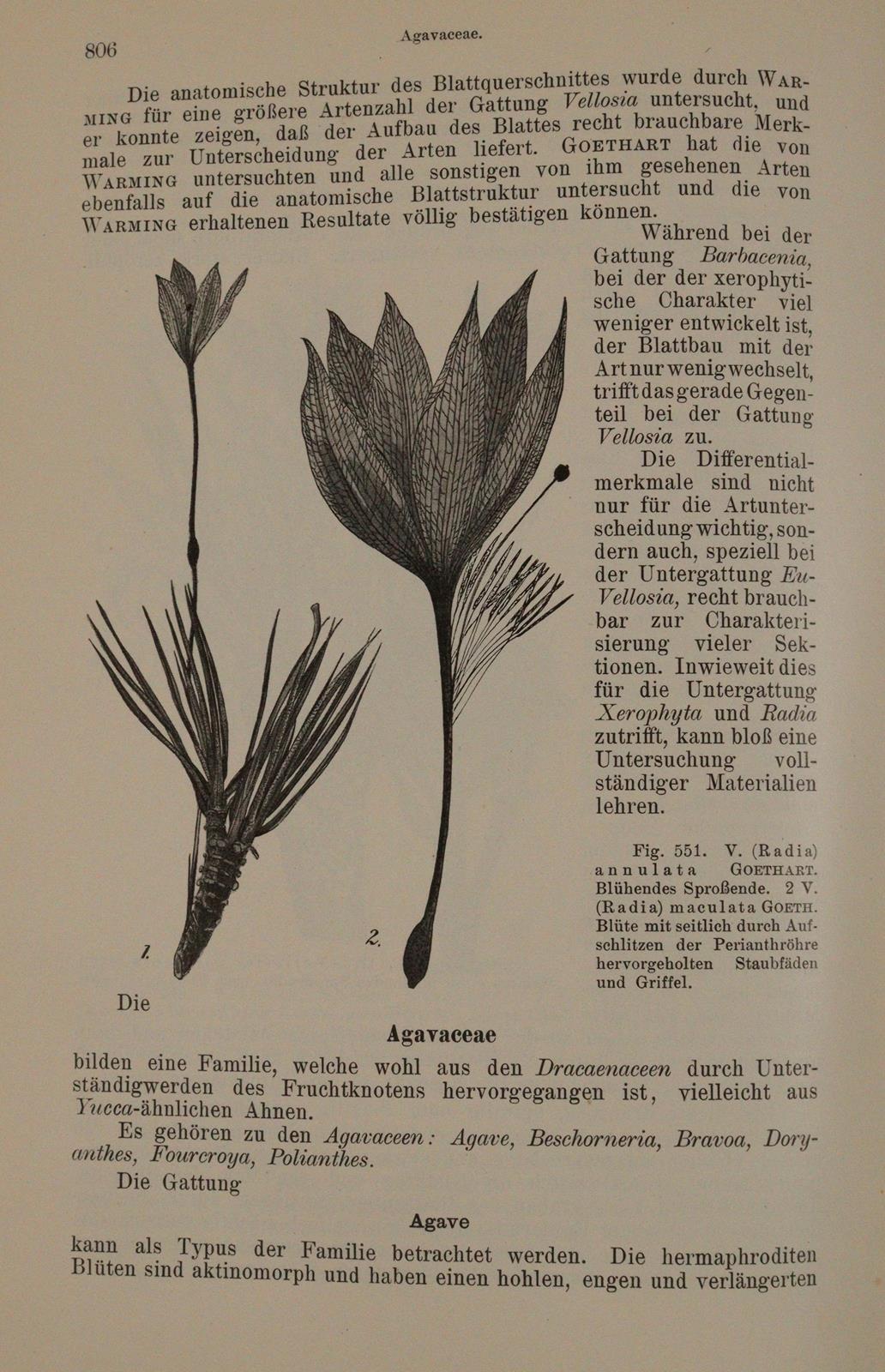 Lotsy,J.P. | Bild Nr.4