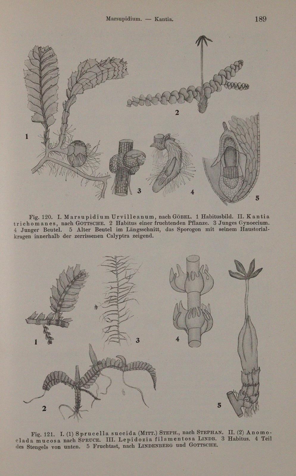 Lotsy,J.P. | Bild Nr.5