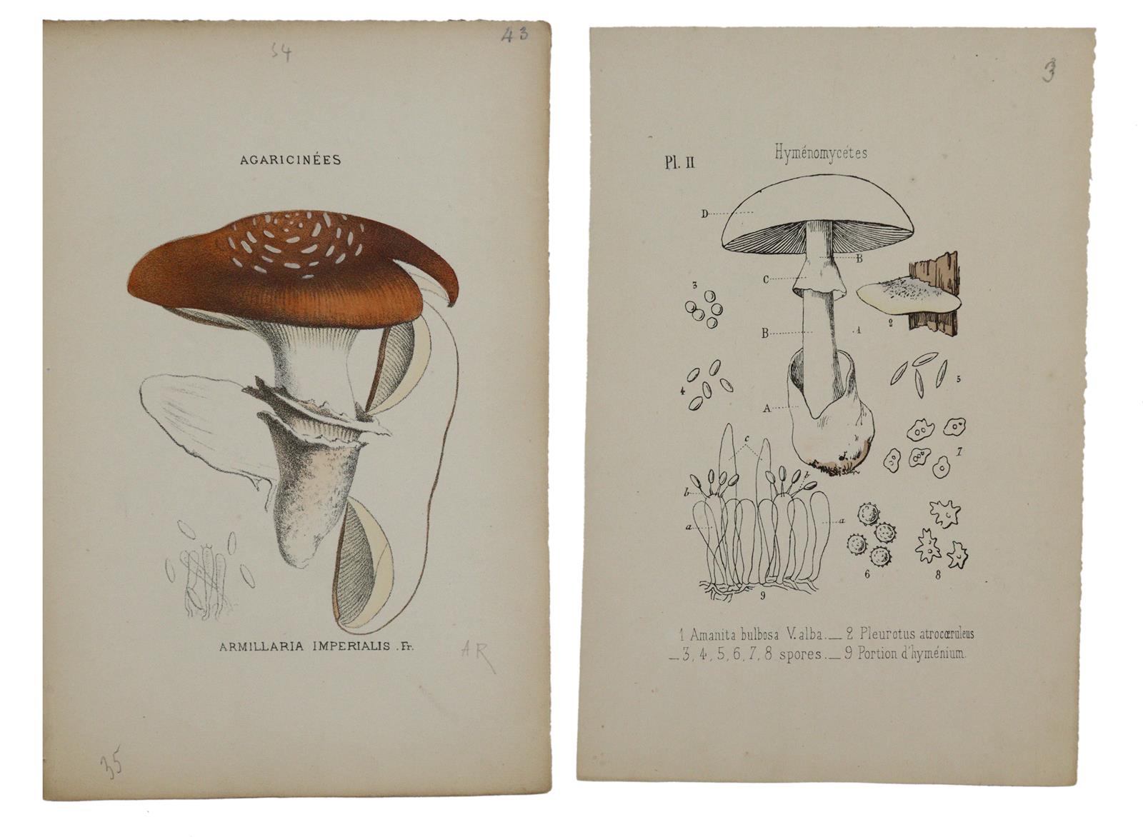 Gillet,C.C. | Bild Nr.2