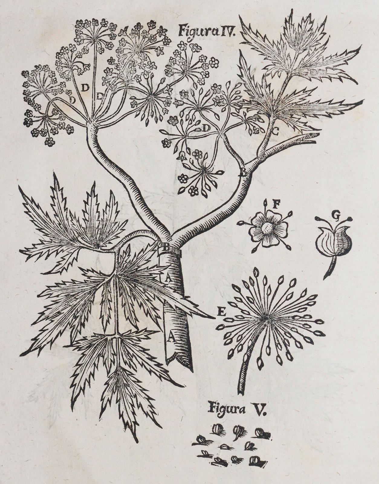 Wepfer,J.J. | Bild Nr.2