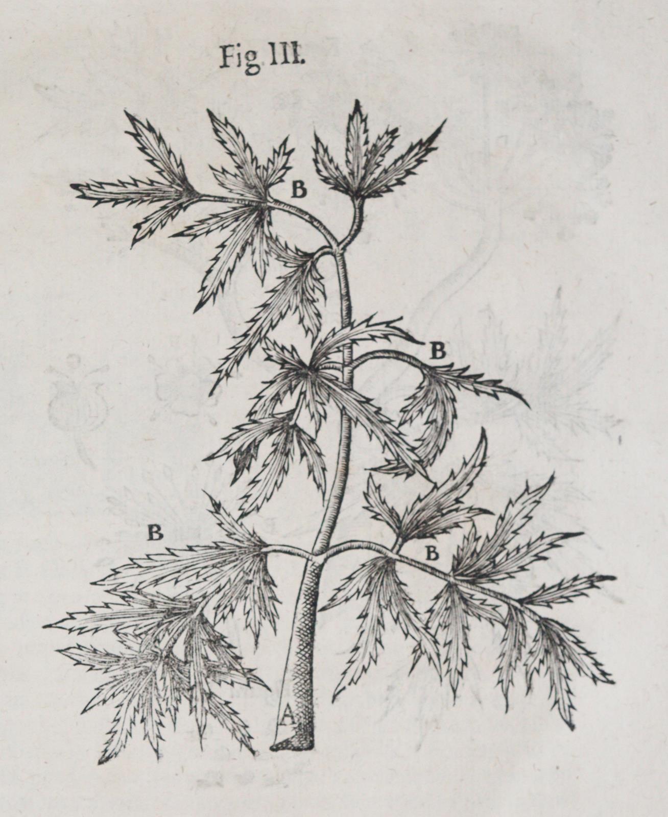 Wepfer,J.J. | Bild Nr.3