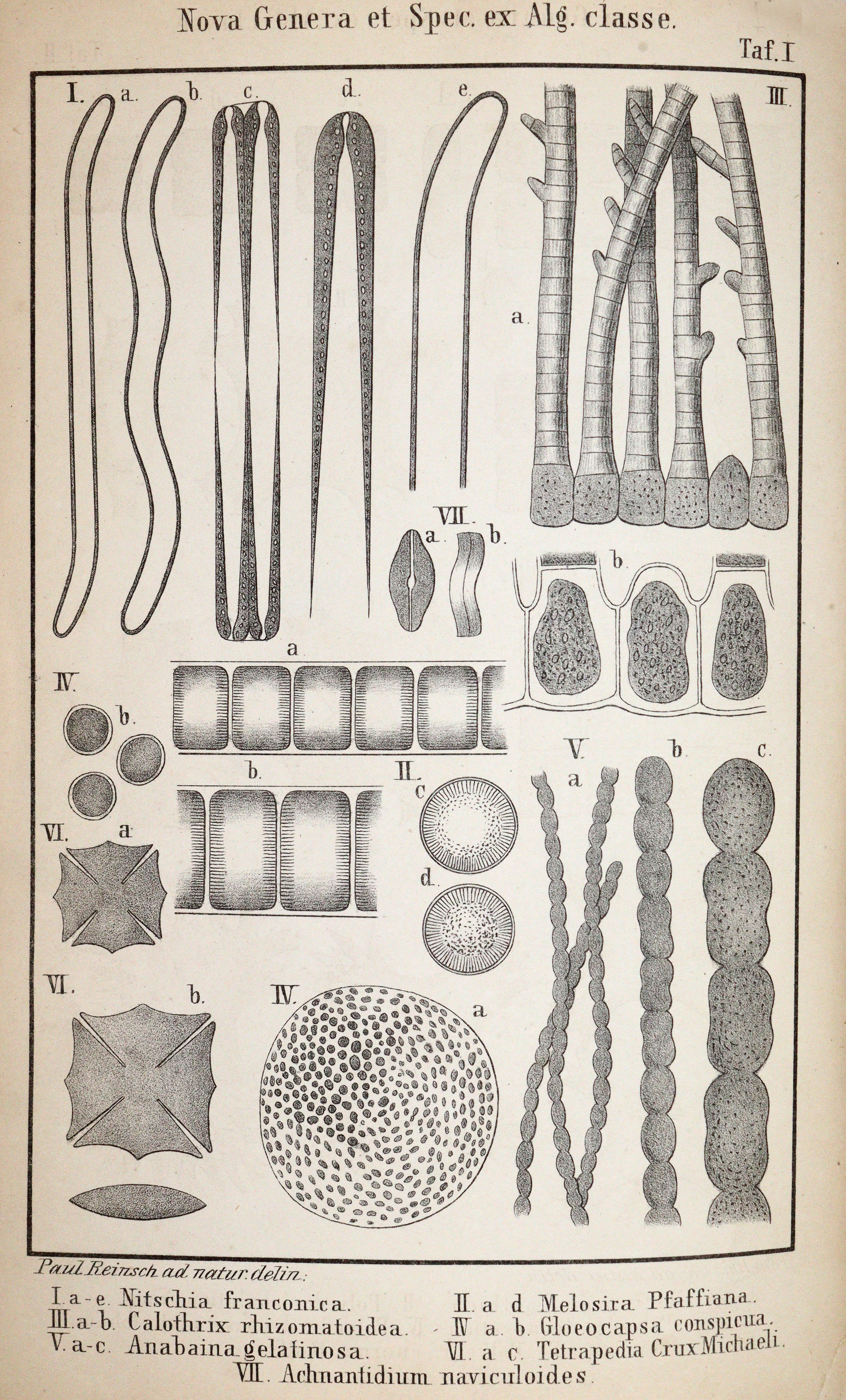 Reinsch,P.(A.). | Bild Nr.2